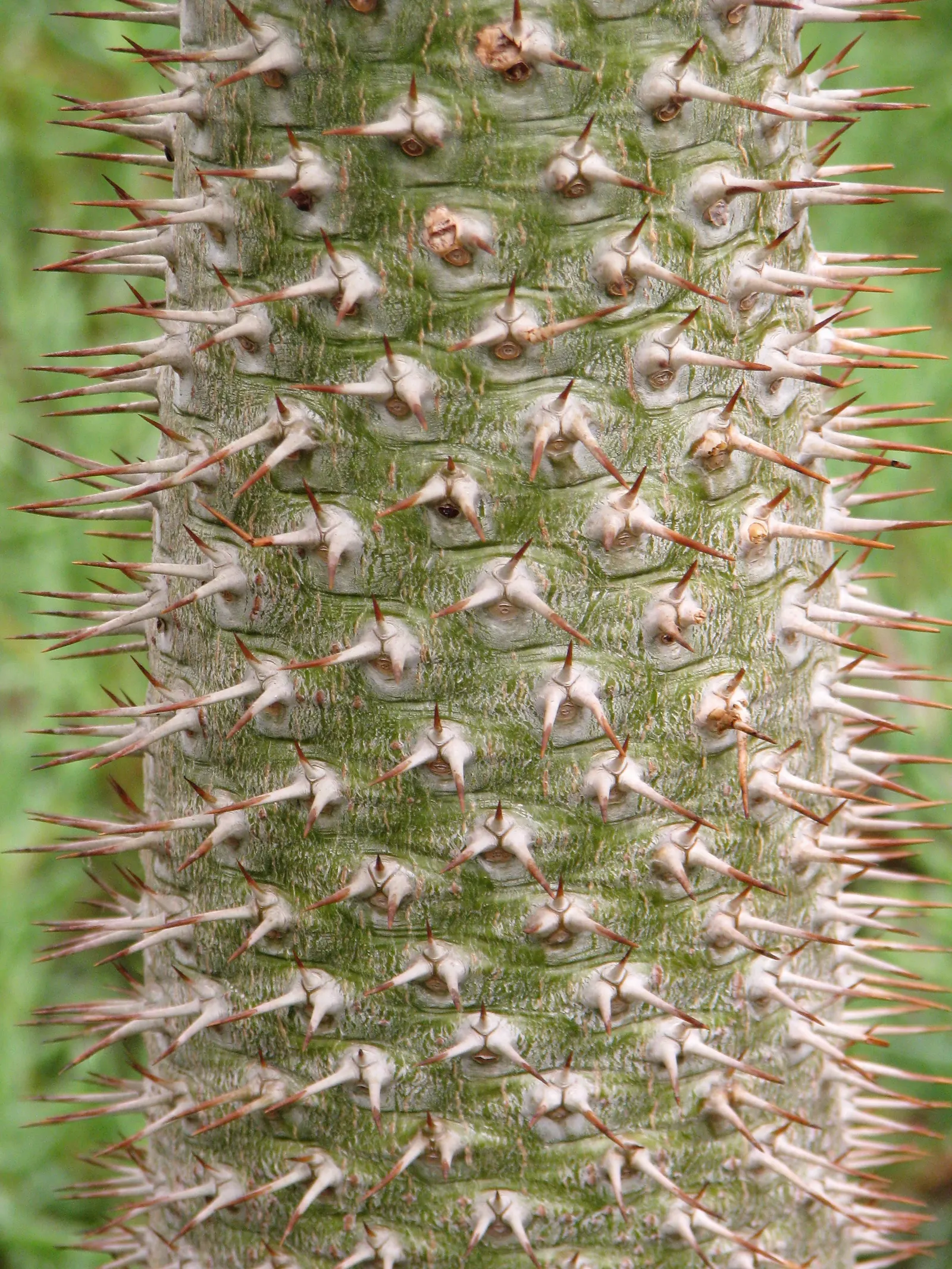 Madagascar Palm (Pachypodium Lamerei) — succulent with white blooms; these leaves are deciduous in cooler climates or during times of stress