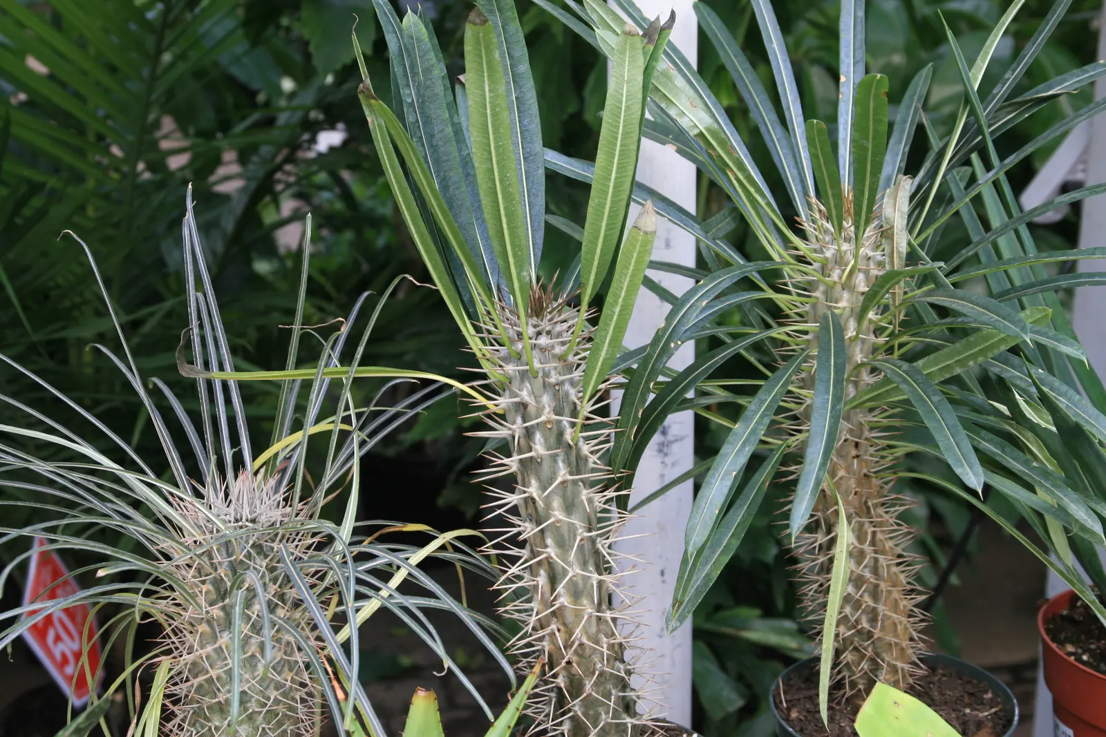 Madagascar Palm (Pachypodium Lamerei) — This striking succulent boasts a stout; it's important to note that P, image 65