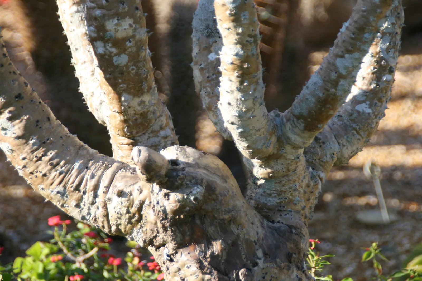 Madagascar Palm (Pachypodium Lamerei) — Use with caution, as spines are sharp; spiny trunk with a silver-gray hue, image 87