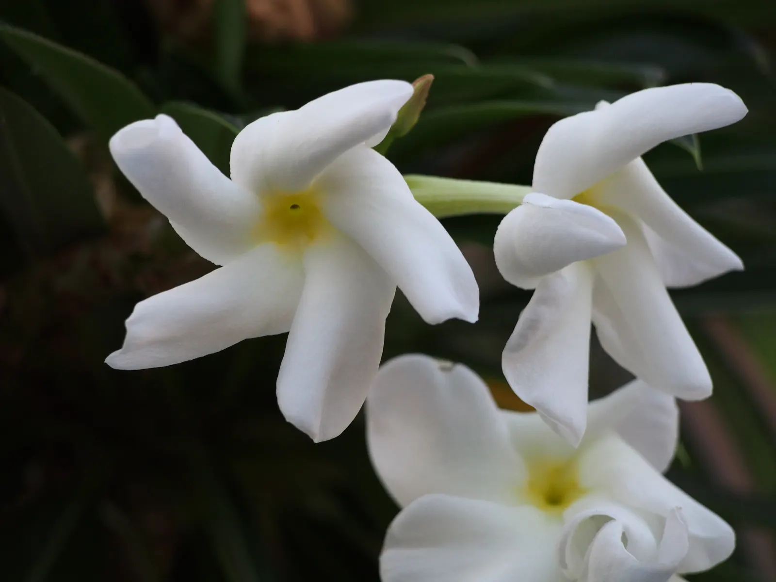 Madagascar Palm (Pachypodium Lamerei) — native to the arid regions of Madagascar; and it's armed with sharp, image 64