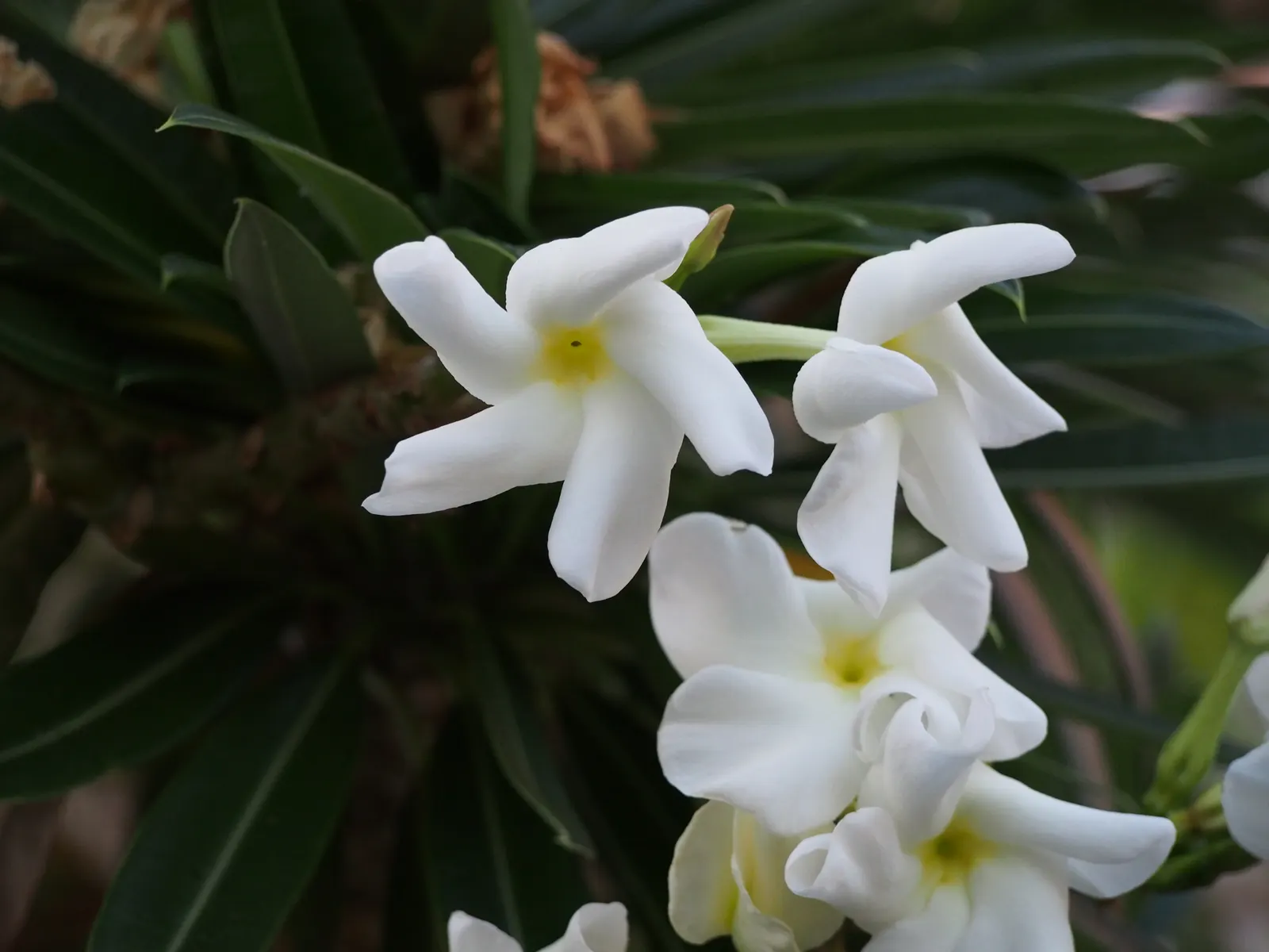 Madagascar Palm (Pachypodium Lamerei) — The flowers can reach a diameter of 2 to 3 inches; it's also suitable as a dramatic container plant, providing a bold
