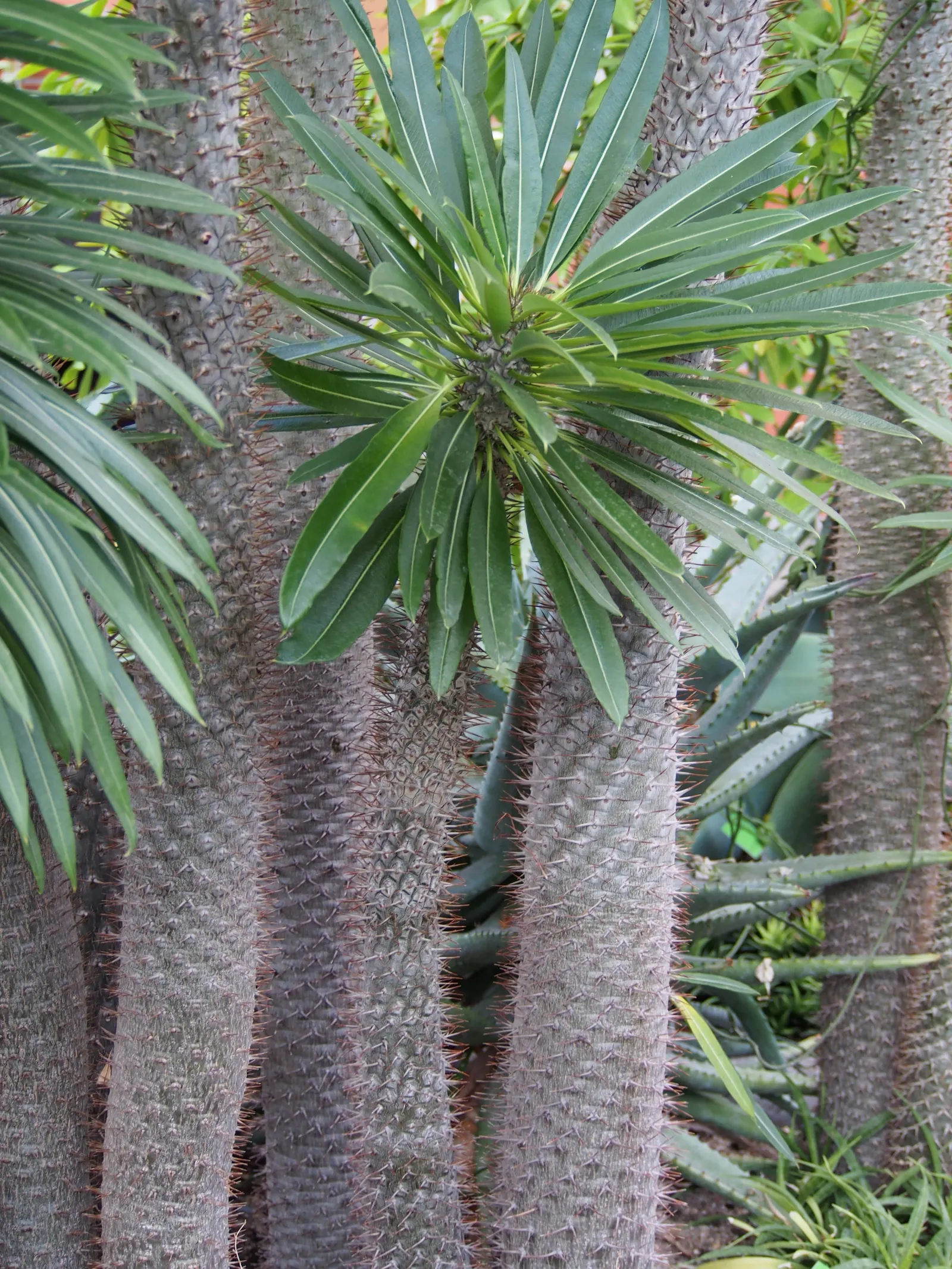 Madagascar Palm (Pachypodium Lamerei) — Use with caution, as spines are sharp; spiny trunk with a silver-gray hue, image 60