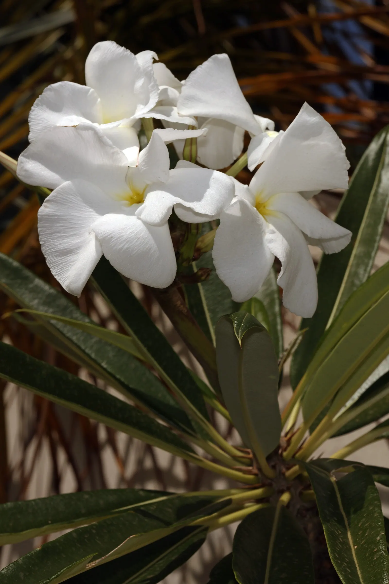 Madagascar Palm (Pachypodium Lamerei) — is a striking succulent with a spiny gray trunk growing up to 15 feet tall