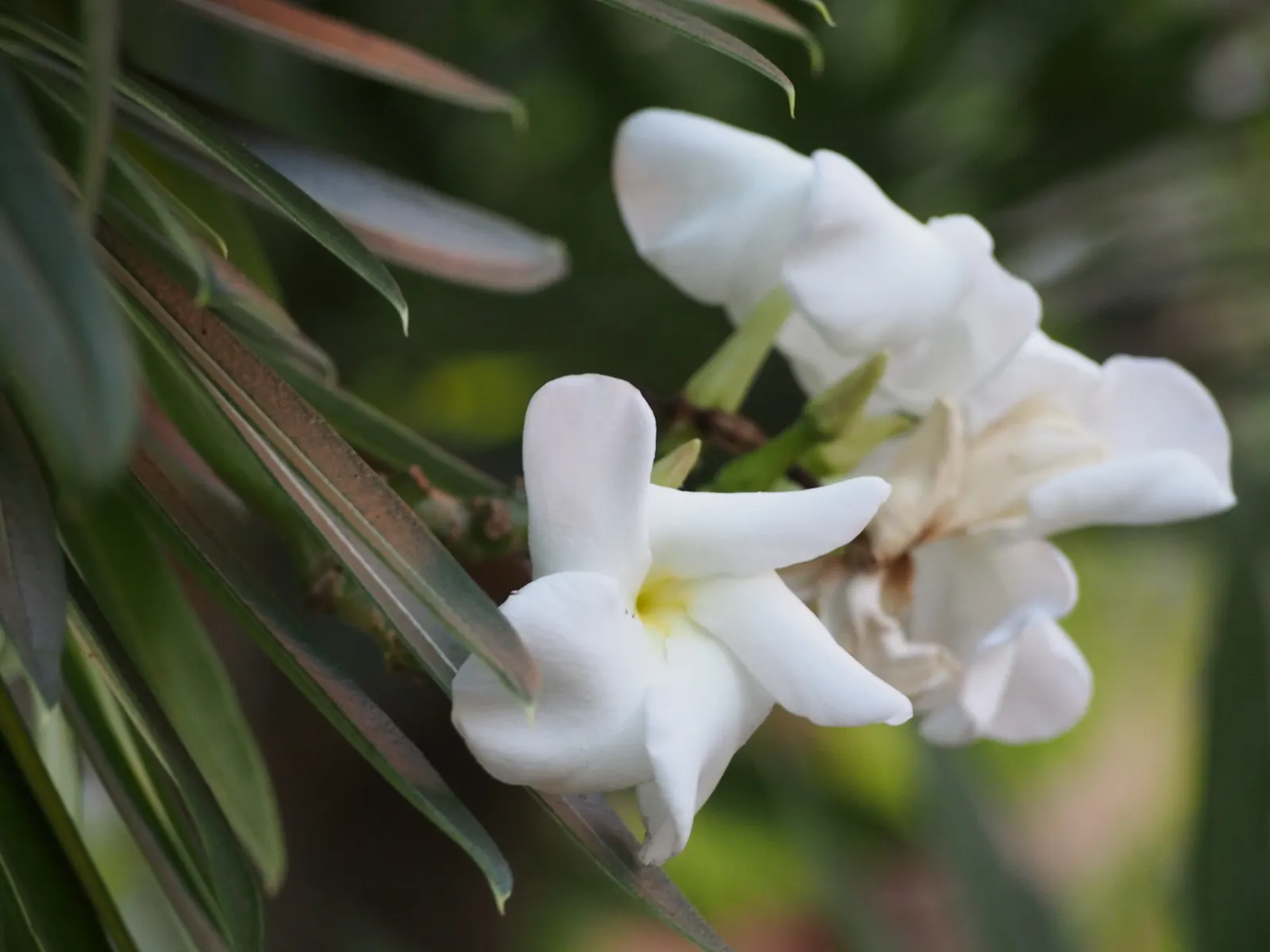 Madagascar Palm (Pachypodium Lamerei) — The flowers can reach a diameter of 2 to 3 inches; it's also suitable as a dramatic container plant, image 73