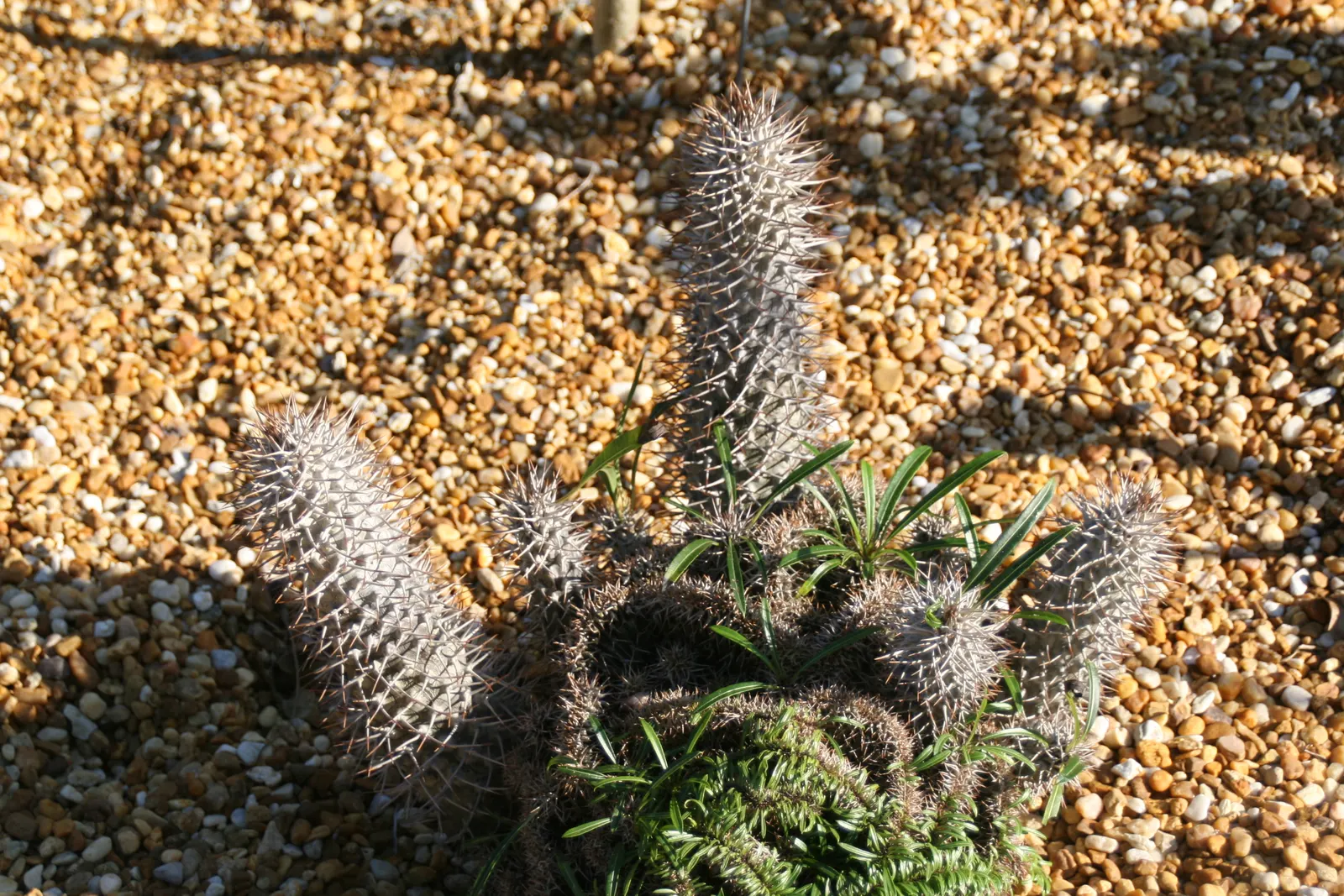 Madagascar Palm (Pachypodium Lamerei) — the Madagascar Palm requires minimal maintenance; is not a true palm but rather a member of the Apocynaceae, image 75