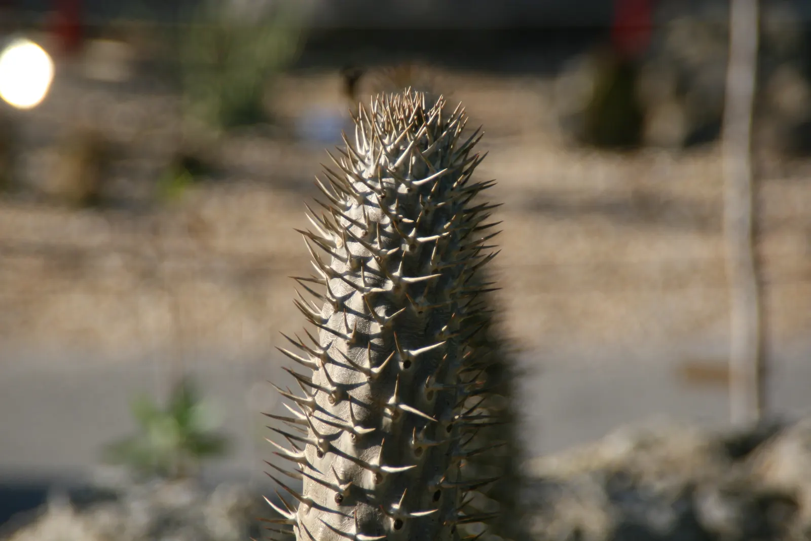 Madagascar Palm (Pachypodium Lamerei) — the Madagascar Palm displays a lush crown of long; the Madagascar Palm requires minimal maintenance, image 96