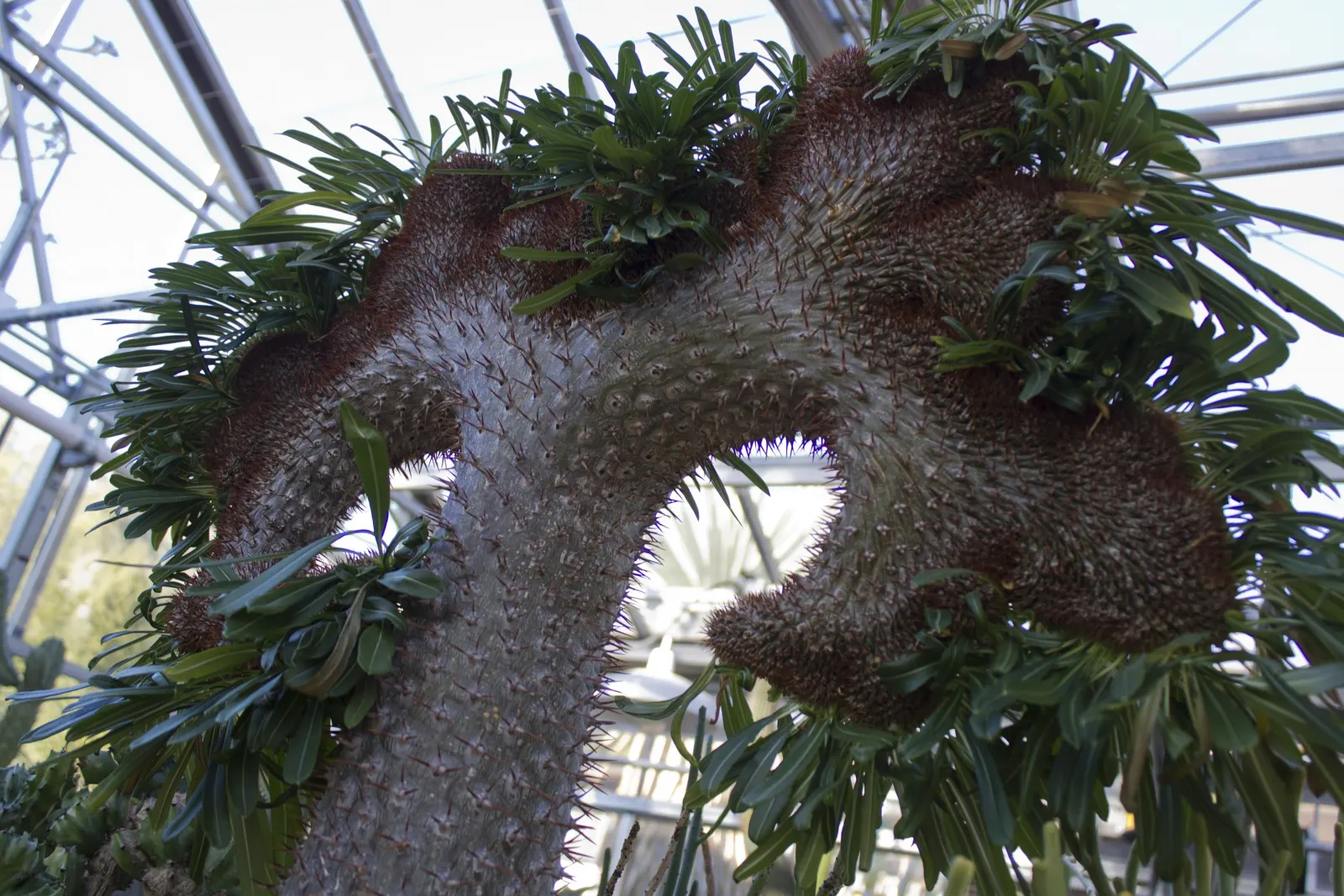 Madagascar Palm (Pachypodium Lamerei) — succulent with white blooms; these leaves are deciduous in cooler climates or during times of stress, image 80