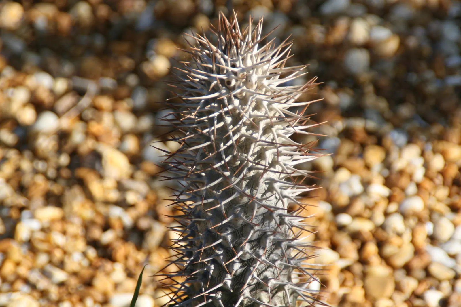 Madagascar Palm (Pachypodium Lamerei) — white flowers in the garden; native to the arid regions of Madagascar
