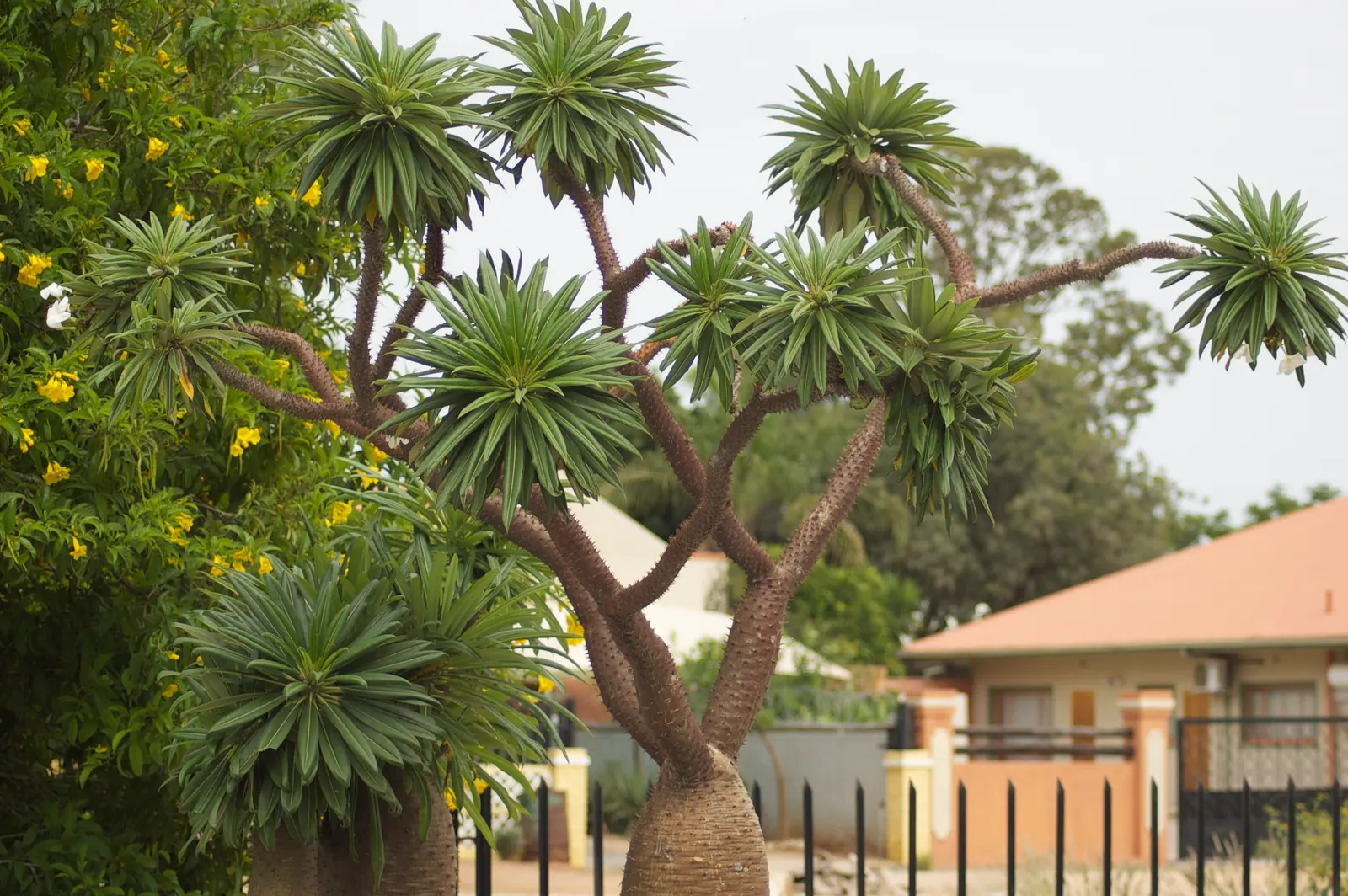 Madagascar Palm (Pachypodium Lamerei) — and it's armed with sharp