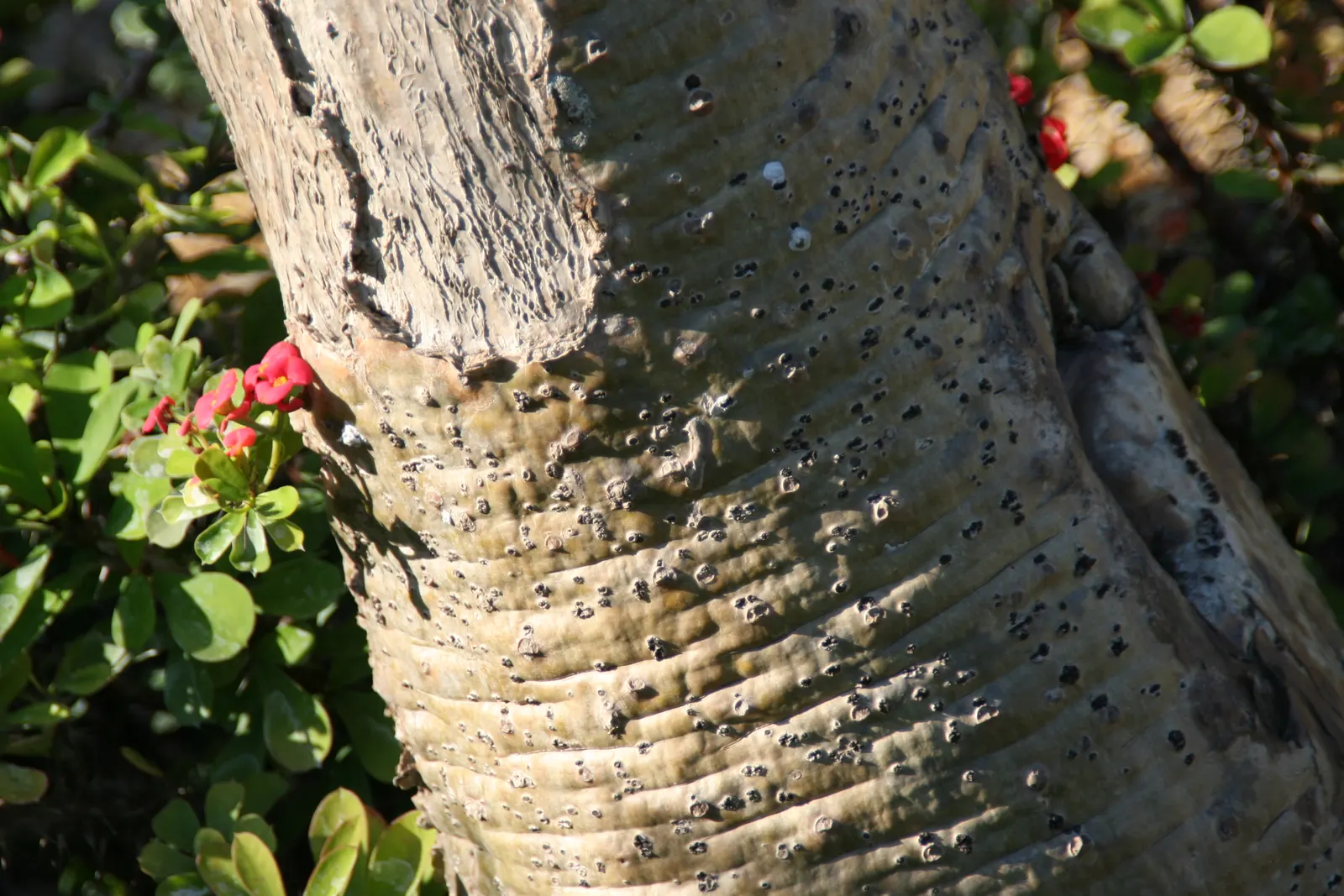 Madagascar Palm (Pachypodium Lamerei) — 2 to 3-inch-long spines that emerge in clusters, image 95