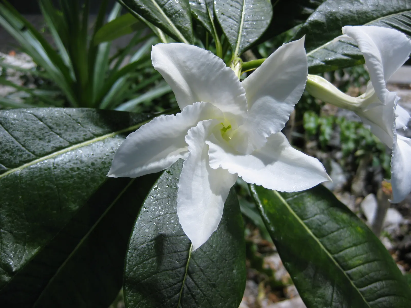 Madagascar Palm (Pachypodium Lamerei) — It sports slender leaves and white, fragrant flowers; funnel-shaped blooms which add an exotic touch to any, image 57