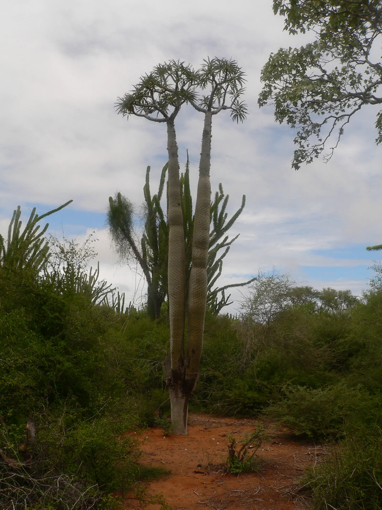 Madagascar Palm (Pachypodium Lamerei) — each extending up to 2 feet in length; commonly known as Madagascar Palm