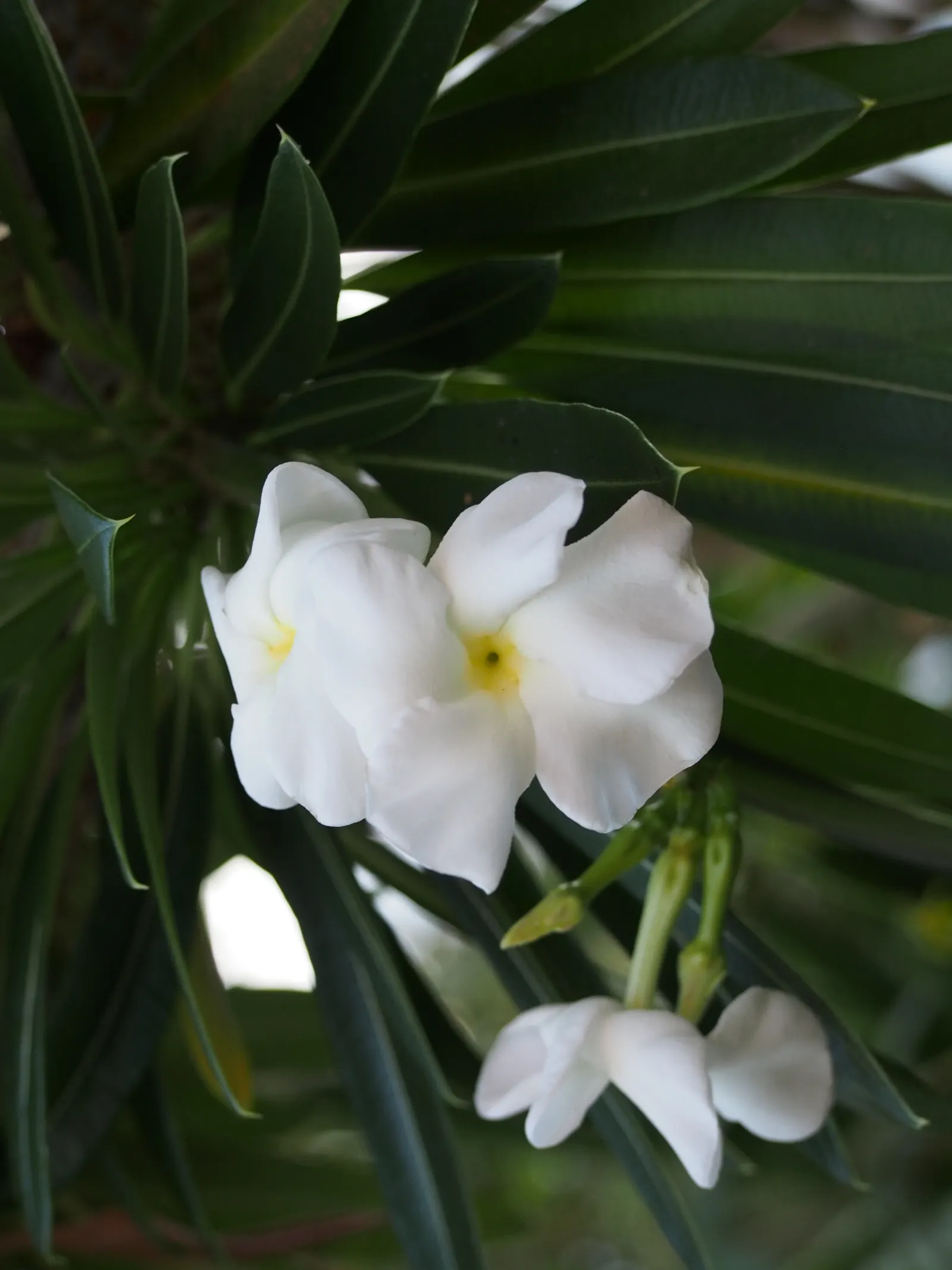 Madagascar Palm (Pachypodium Lamerei) — As an accent plant, it offers both an interesting silhouette and a touch of tropical elegance; it sports, image 78