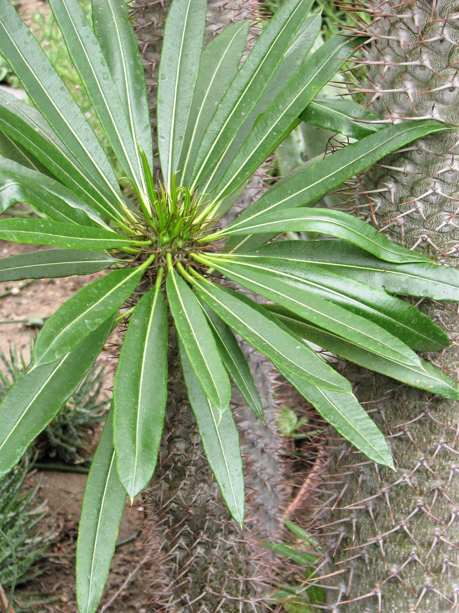 Madagascar Palm (Pachypodium Lamerei) — It sports slender leaves and white, fragrant flowers; funnel-shaped blooms which add an exotic touch to any, image 84