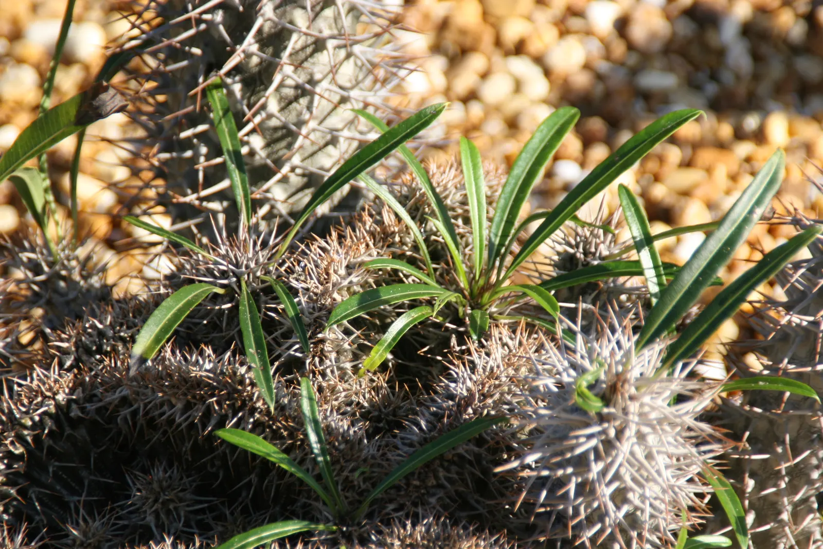Madagascar Palm (Pachypodium Lamerei) — each extending up to 2 feet in length; commonly known as Madagascar Palm, image 70