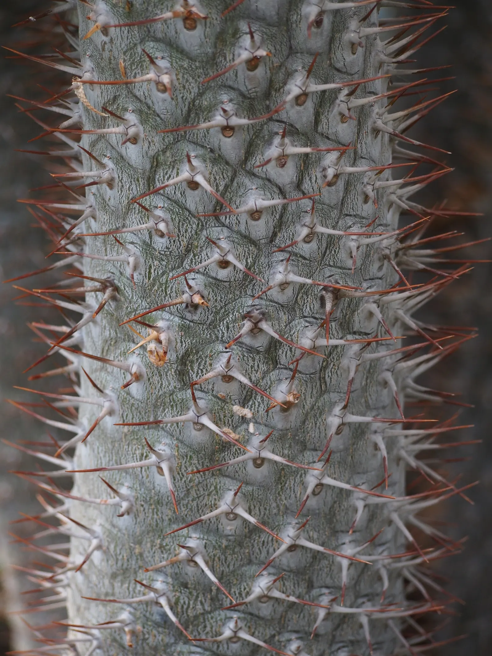 Madagascar Palm (Pachypodium Lamerei) — native to the arid regions of Madagascar; and it's armed with sharp