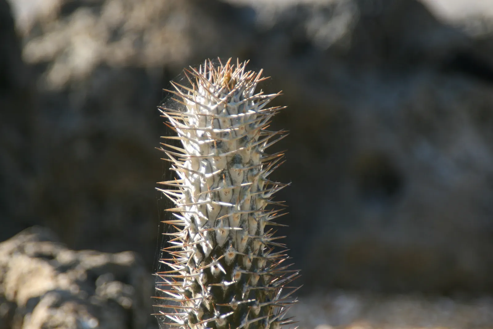 Madagascar Palm (Pachypodium Lamerei) — Thriving in full sun, it requires minimal water; white flowers in the garden, image 85