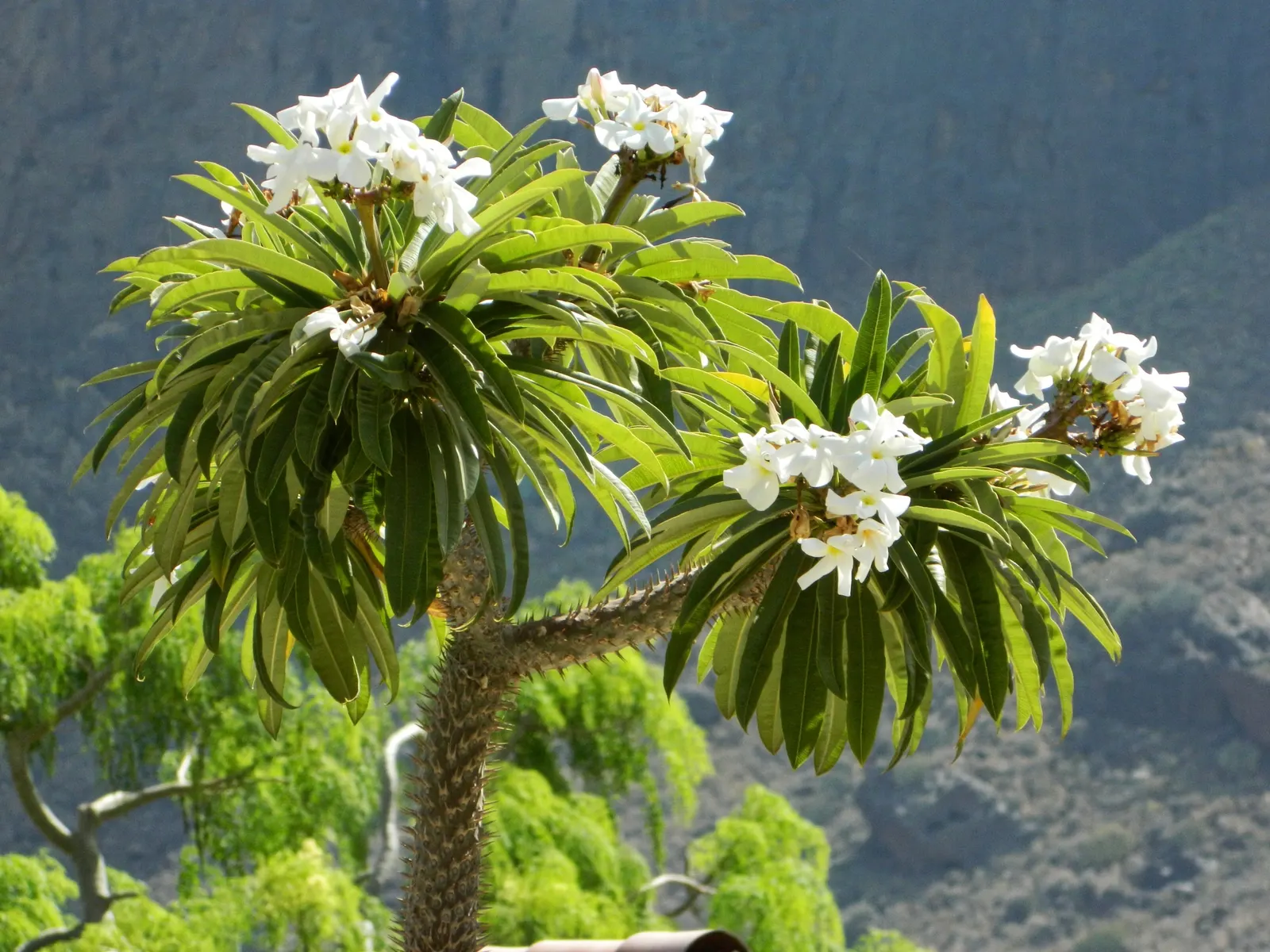 Madagascar Palm (Pachypodium Lamerei) — succulent for half or shade