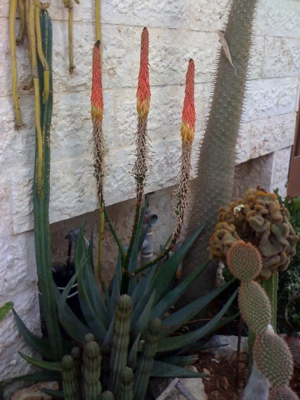 Madagascar Palm (Pachypodium Lamerei) — The Madagascar Palm (Pachypodium lamerei)