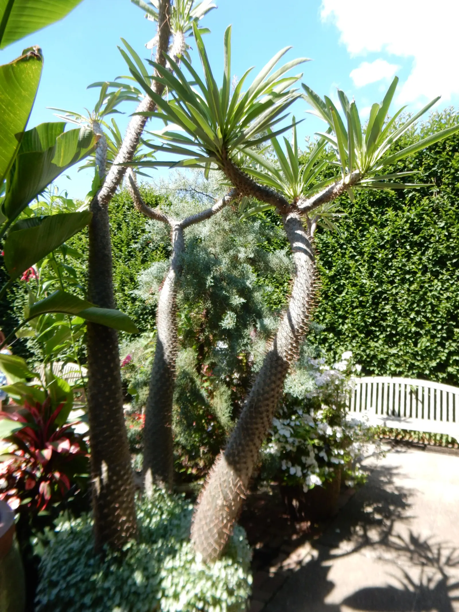 Madagascar Palm (Pachypodium Lamerei) — 2 to 3-inch-long spines that emerge in clusters, image 41