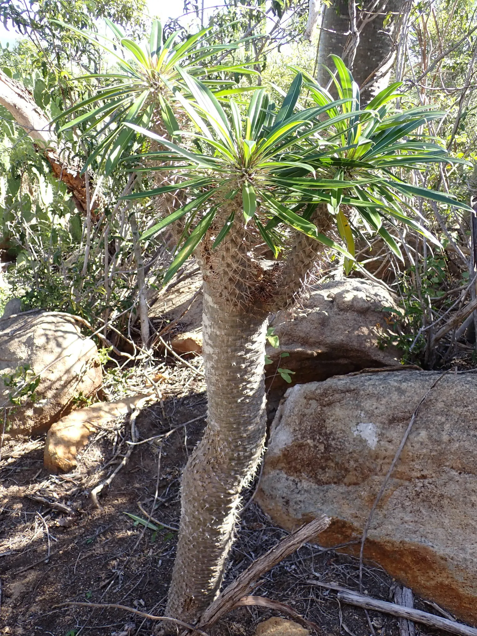 Madagascar Palm (Pachypodium Lamerei) — 2 to 3-inch-long spines that emerge in clusters