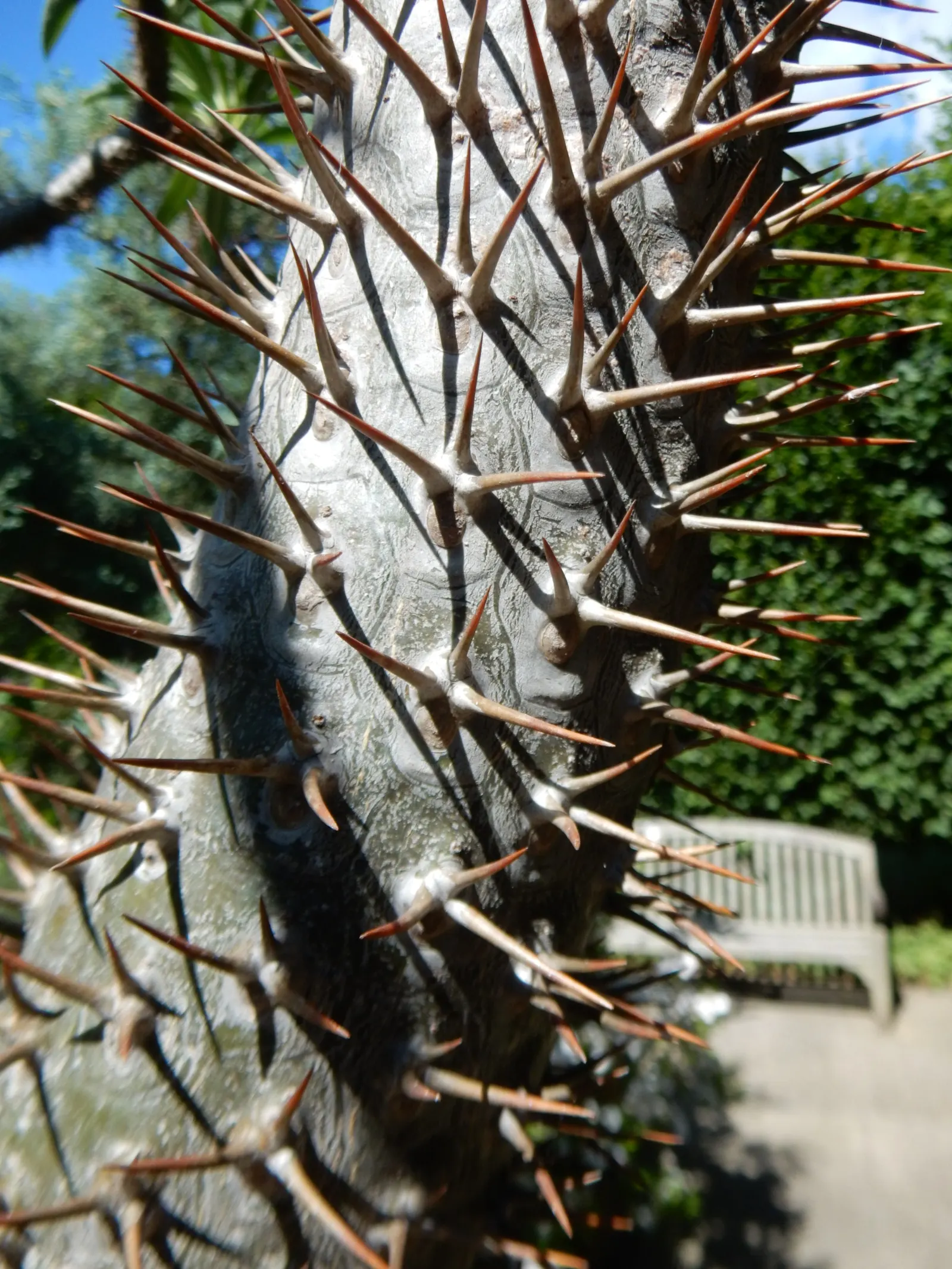 Madagascar Palm (Pachypodium Lamerei) — each extending up to 2 feet in length