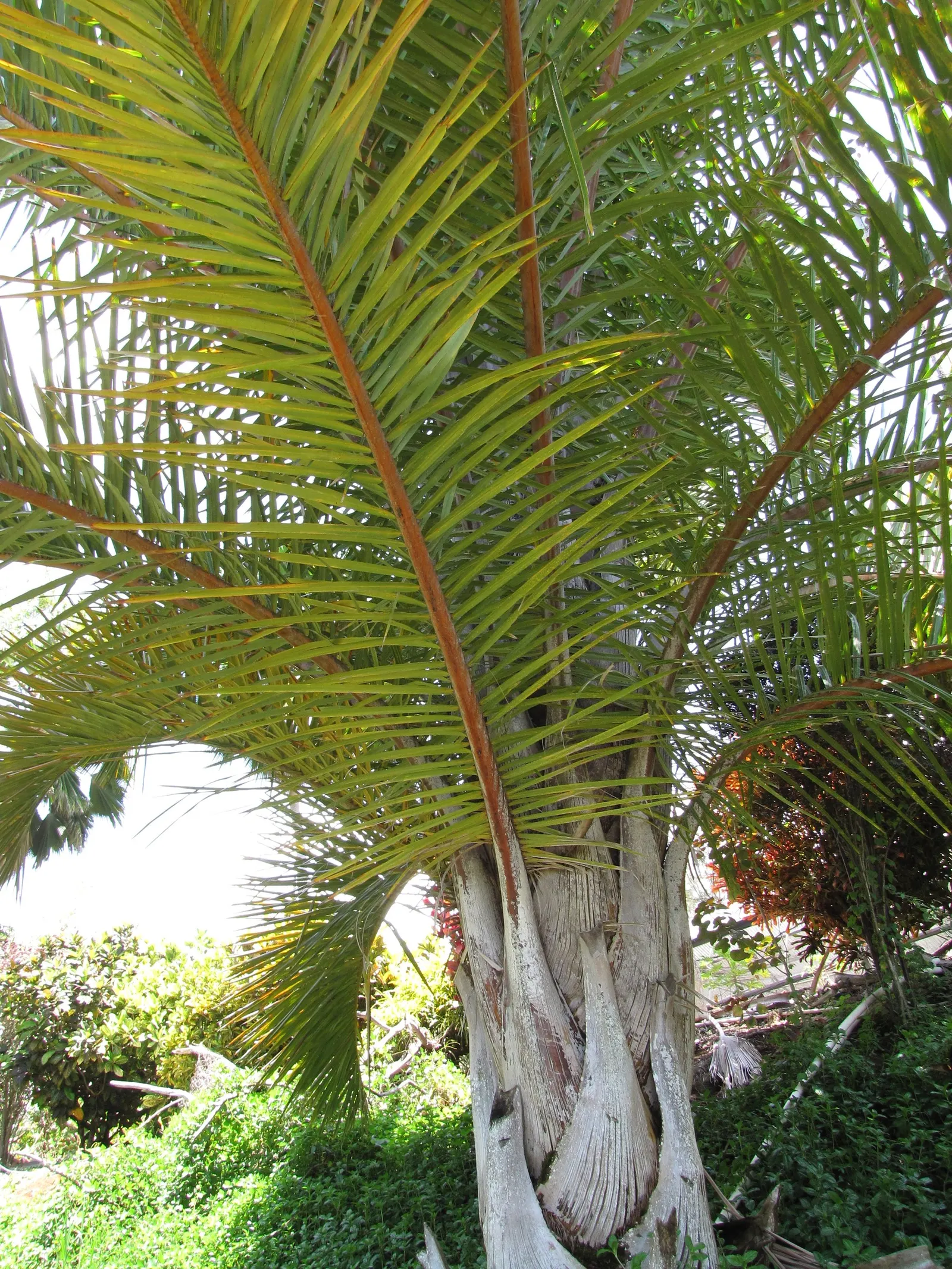 Madagascar Palm (Pachypodium Lamerei) — commonly known as Madagascar Palm; thriving in full sun, it requires minimal water