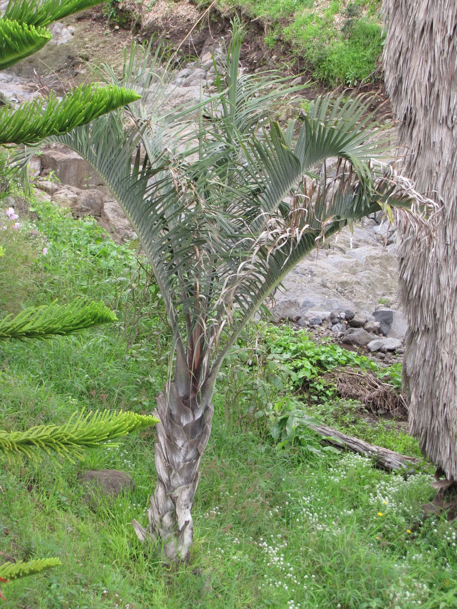 Madagascar Palm (Pachypodium Lamerei) — Hardy in USDA zones 9 to 11, it's perfect for a drought-tolerant landscape