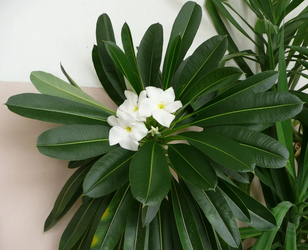 Madagascar Palm (Pachypodium Lamerei) — is not a true palm but rather a member of the Apocynaceae family; use with caution, as spines are sharp, image 63