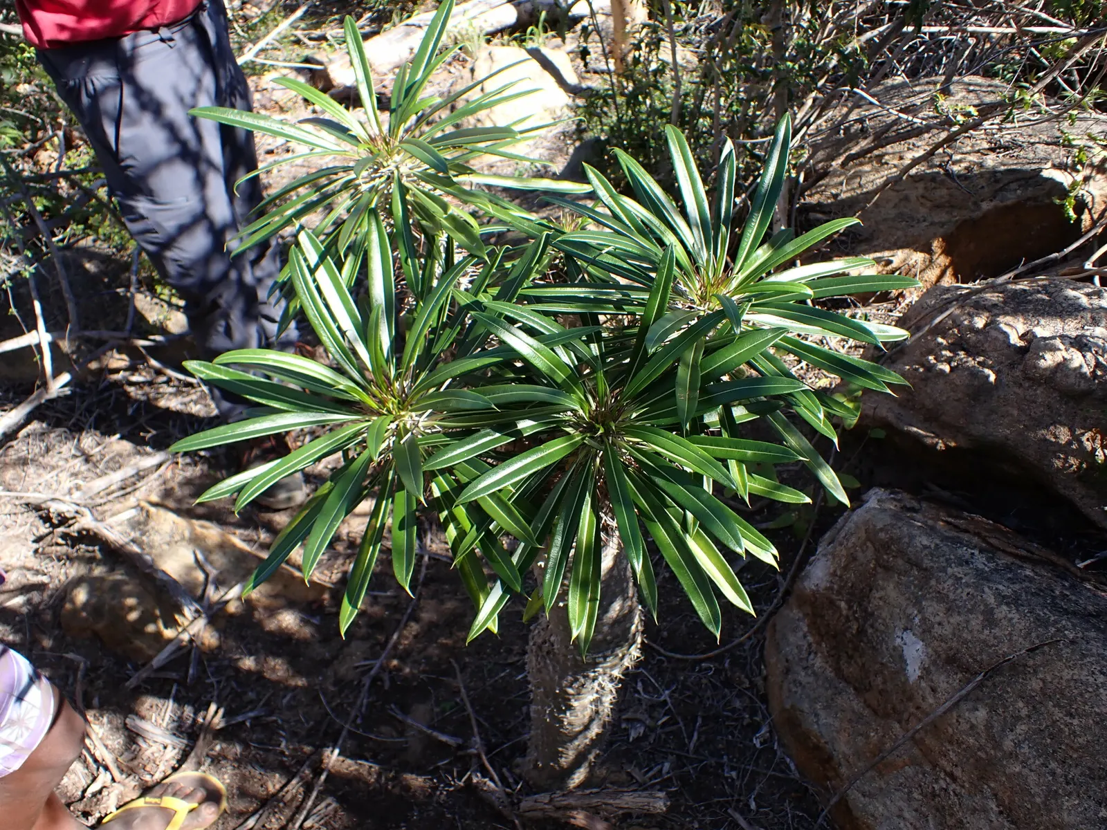 Madagascar Palm (Pachypodium Lamerei) — These leaves are deciduous in cooler climates or during times of stress; the Madagascar Palm (Pachypodium, image 98