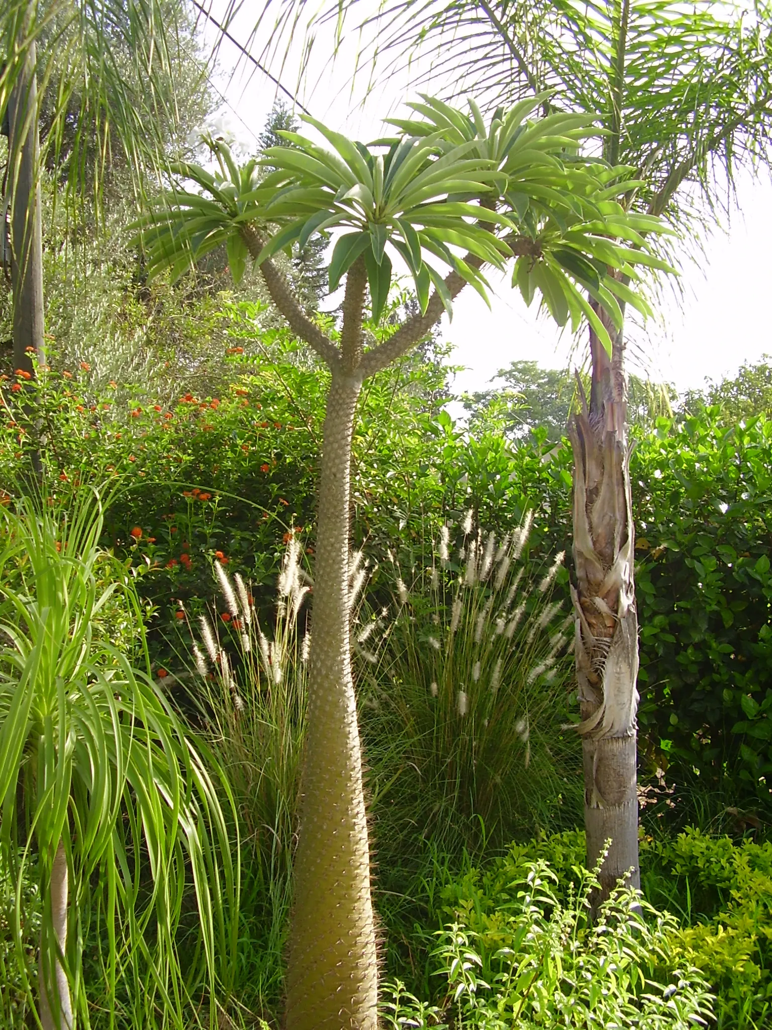 Madagascar Palm (Pachypodium Lamerei) — each extending up to 2 feet in length; commonly known as Madagascar Palm, image 97