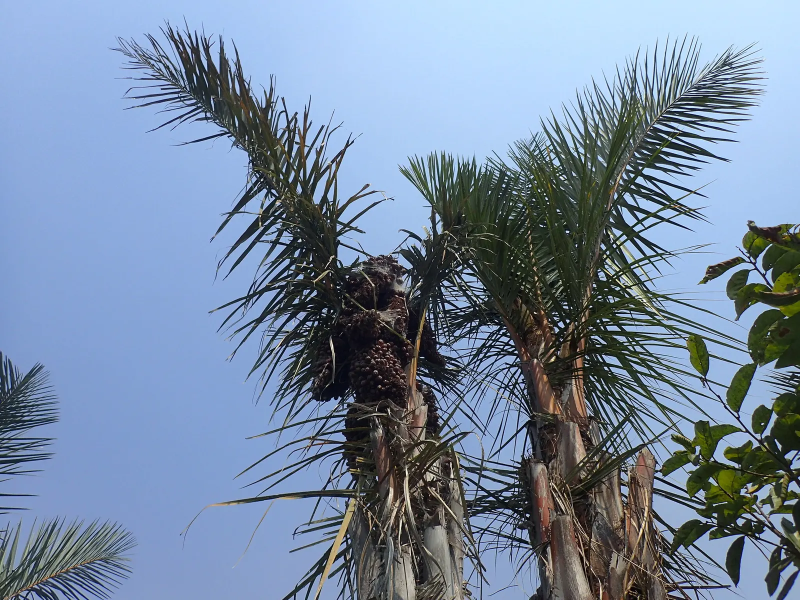 Madagascar Palm (Pachypodium Lamerei) — native to the arid regions of Madagascar; and it's armed with sharp, image 91