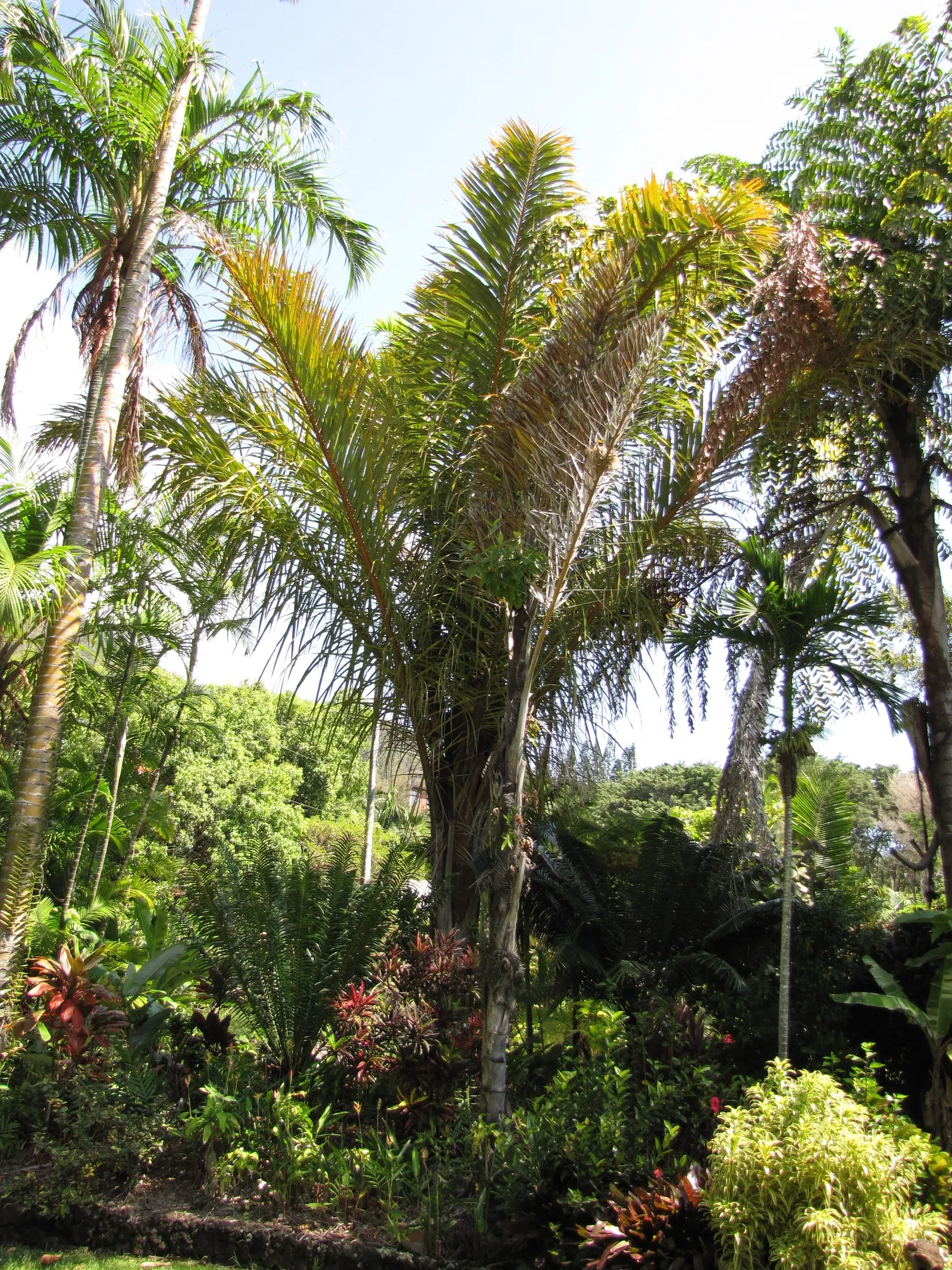 Madagascar Palm (Pachypodium Lamerei) — spiny trunk with a silver-gray hue; succulent for half or shade, image 66