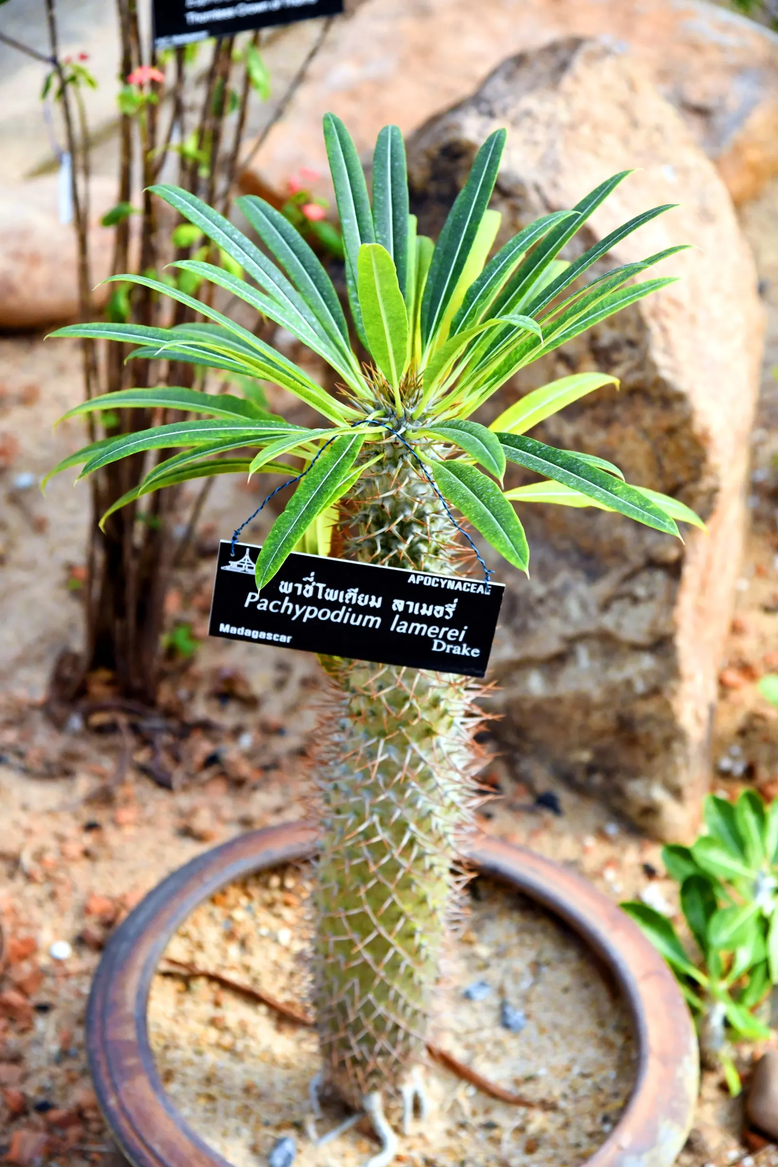 Madagascar Palm (Pachypodium Lamerei) — funnel-shaped blooms which add an exotic touch to any landscape; the Madagascar Palm displays a lush crown of long