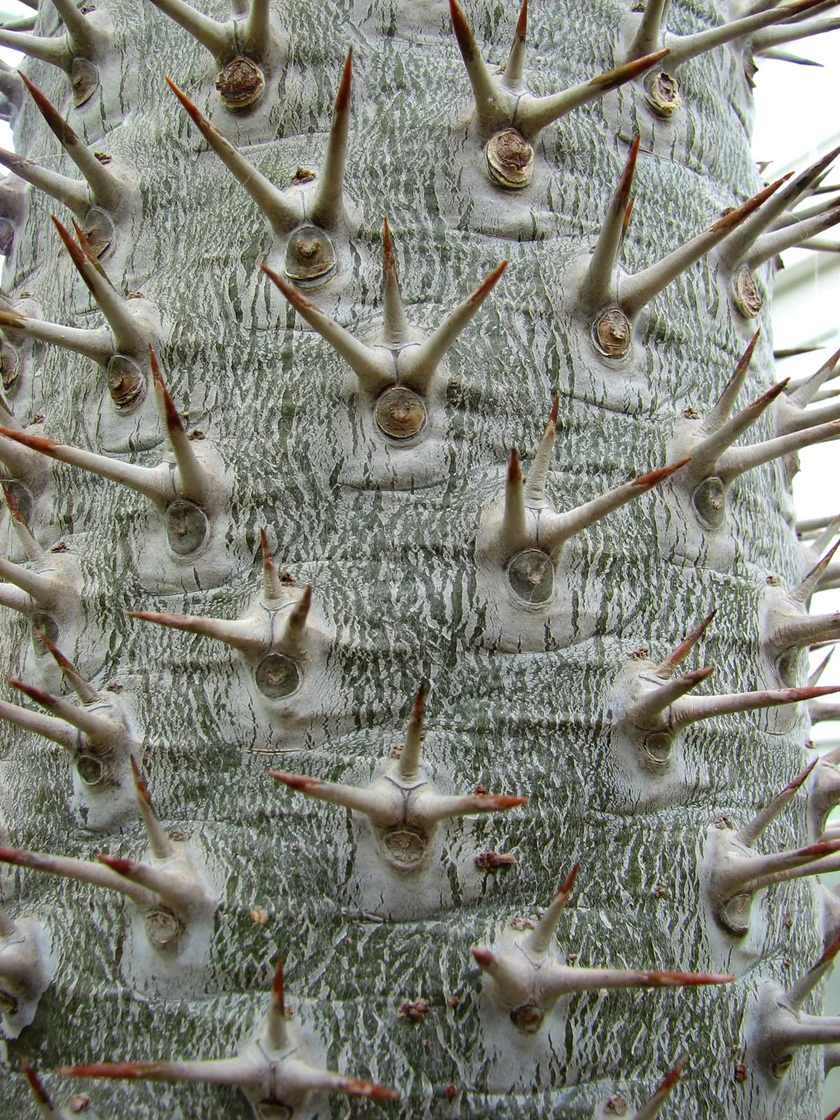 Madagascar Palm (Pachypodium Lamerei) — Do consider its spines and toxic sap; it should be sited away from high-traffic areas and handled with care, image 50