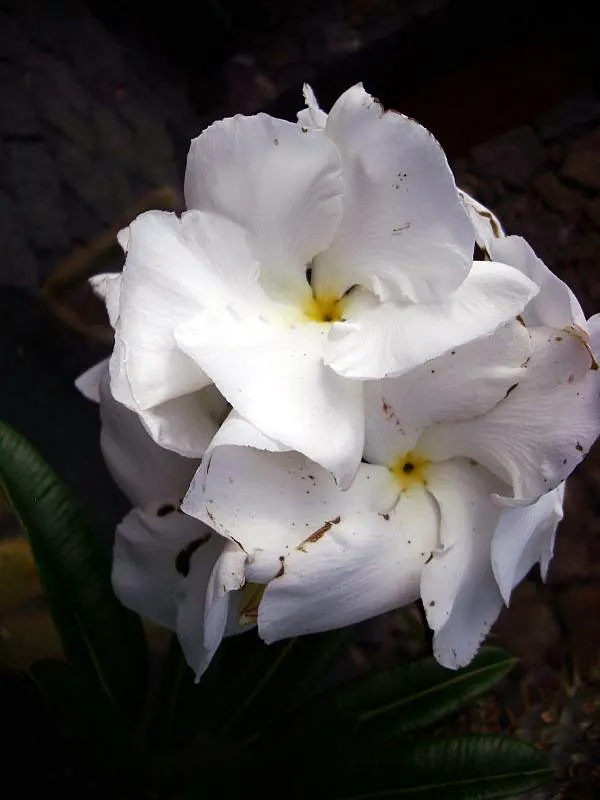 Madagascar Palm (Pachypodium Lamerei) — the Madagascar Palm displays a lush crown of long; the Madagascar Palm requires minimal maintenance, image 69