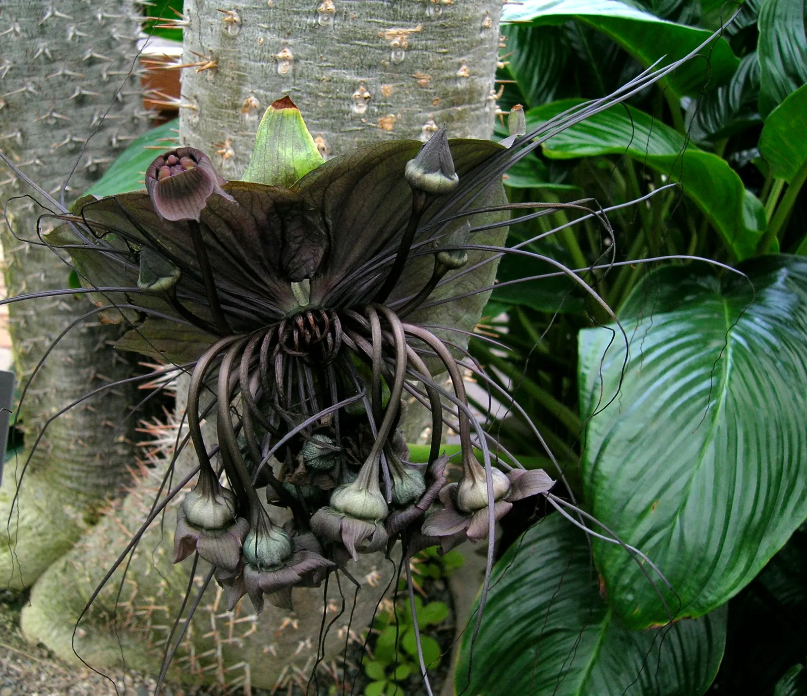 Madagascar Palm (Pachypodium Lamerei) — the Madagascar Palm requires minimal maintenance