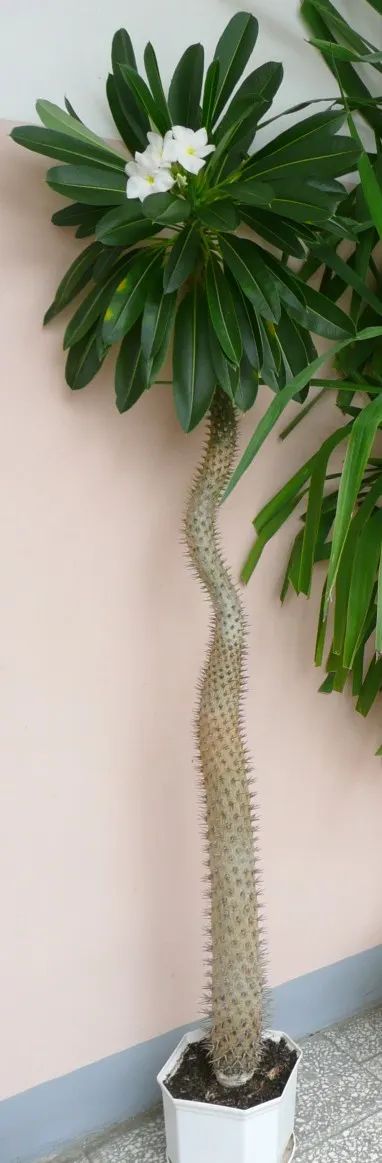 Madagascar Palm (Pachypodium Lamerei) — Thriving in full sun, it requires minimal water; white flowers in the garden