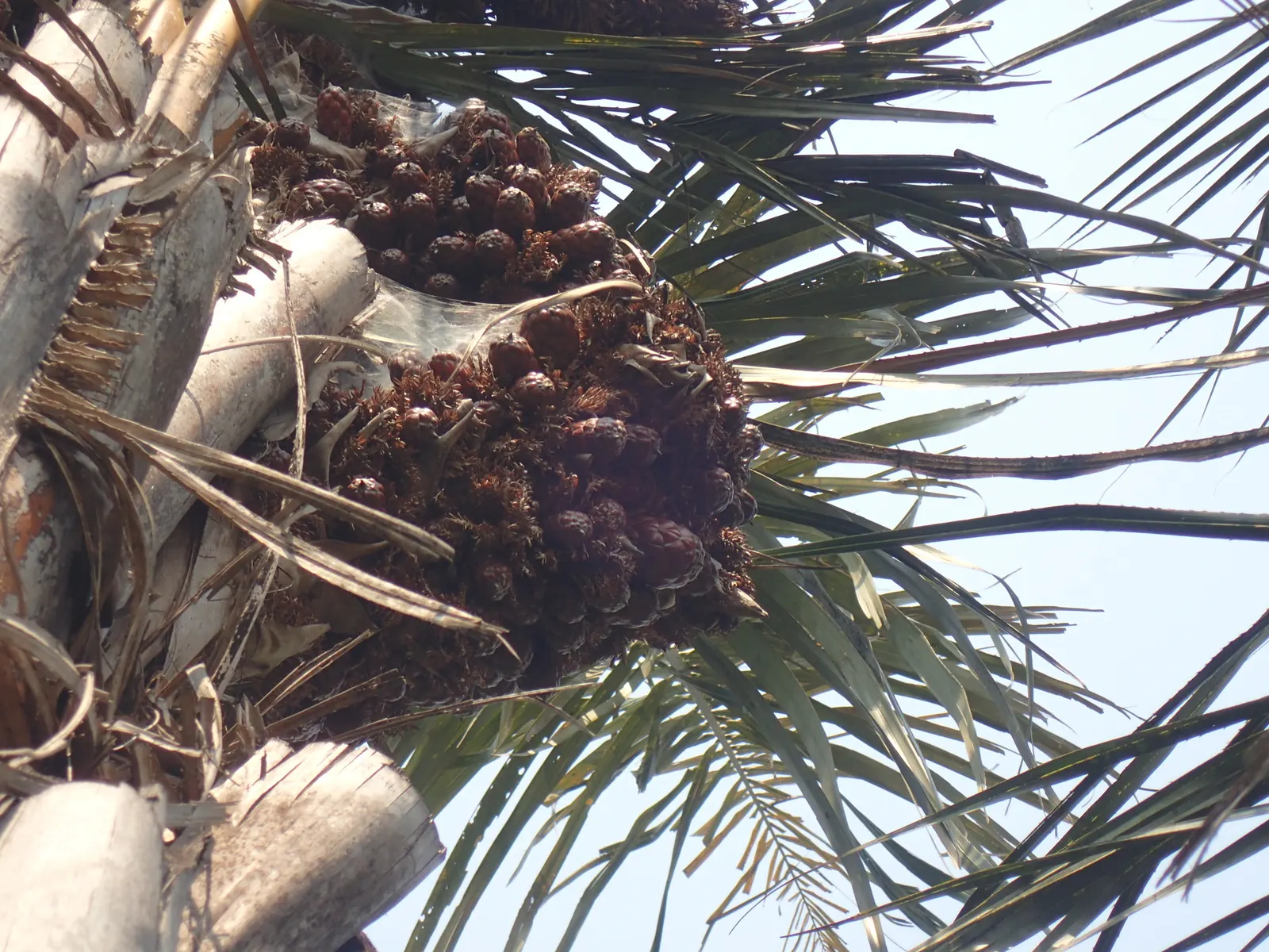 Madagascar Palm (Pachypodium Lamerei) — These leaves are deciduous in cooler climates or during times of stress; the Madagascar Palm (Pachypodium, image 71