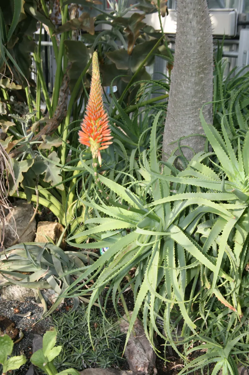 Madagascar Palm (Pachypodium Lamerei) — white flowers in the garden; native to the arid regions of Madagascar, image 79