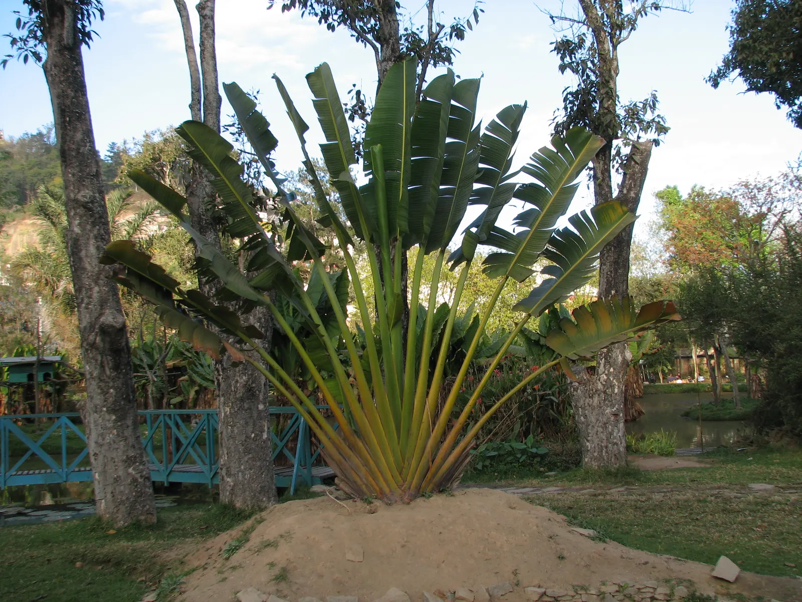 Madagascar Palm (Pachypodium Lamerei) — funnel-shaped blooms which add an exotic touch to any landscape