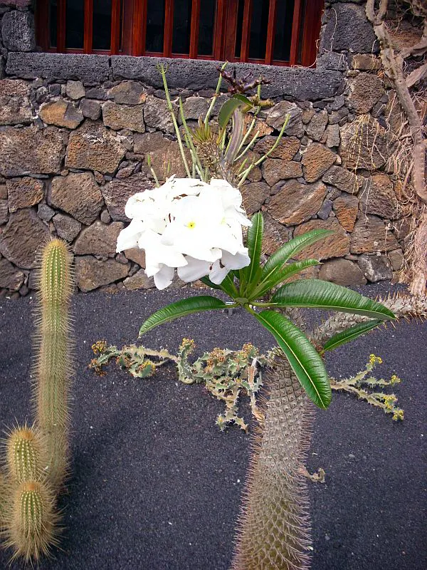 Madagascar Palm (Pachypodium Lamerei) — and it's armed with sharp; not a true palm, it adds an exotic touch to any garden
