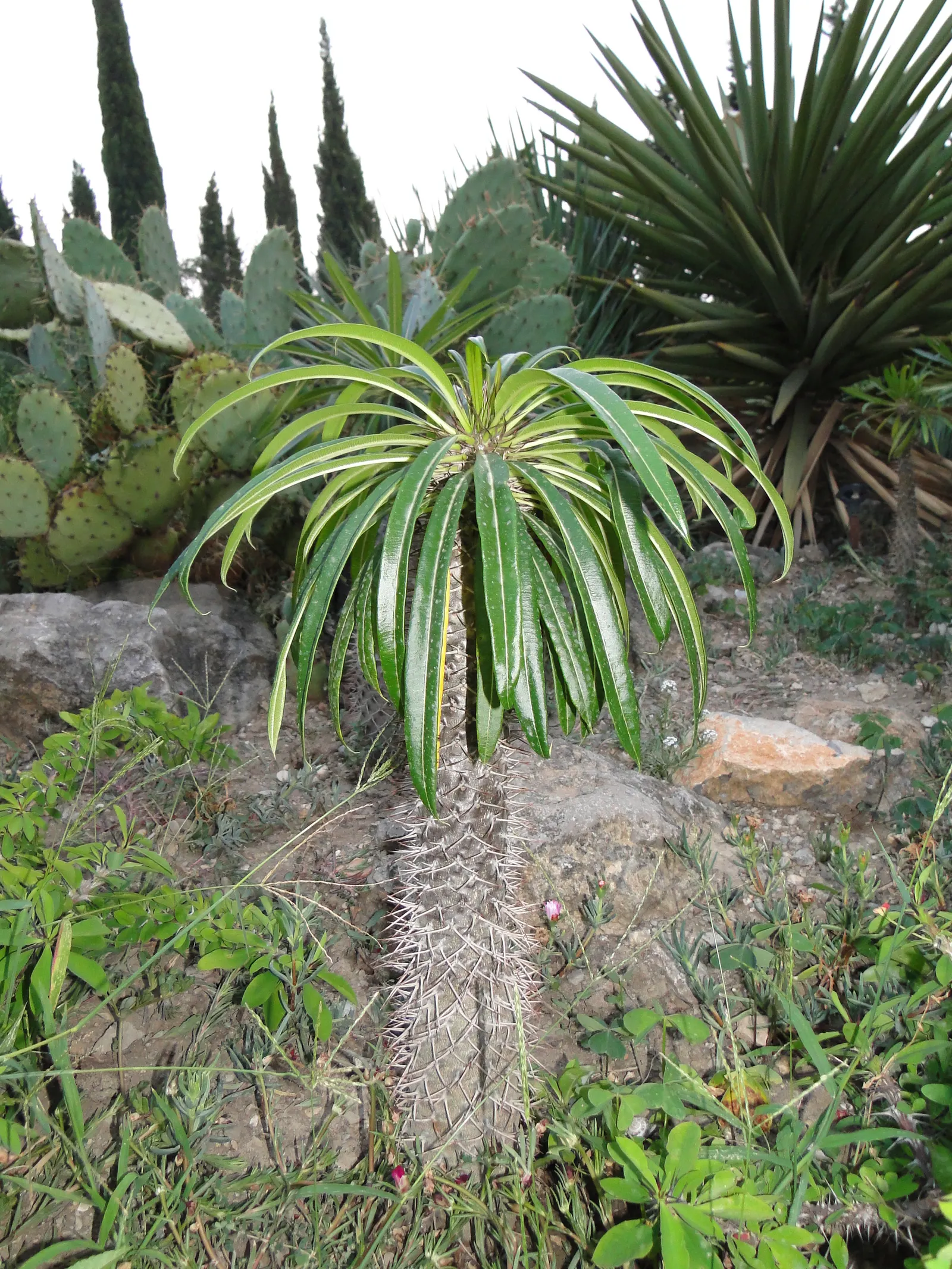 Madagascar Palm (Pachypodium Lamerei) — is not a true palm but rather a member of the Apocynaceae family; use with caution, as spines are sharp