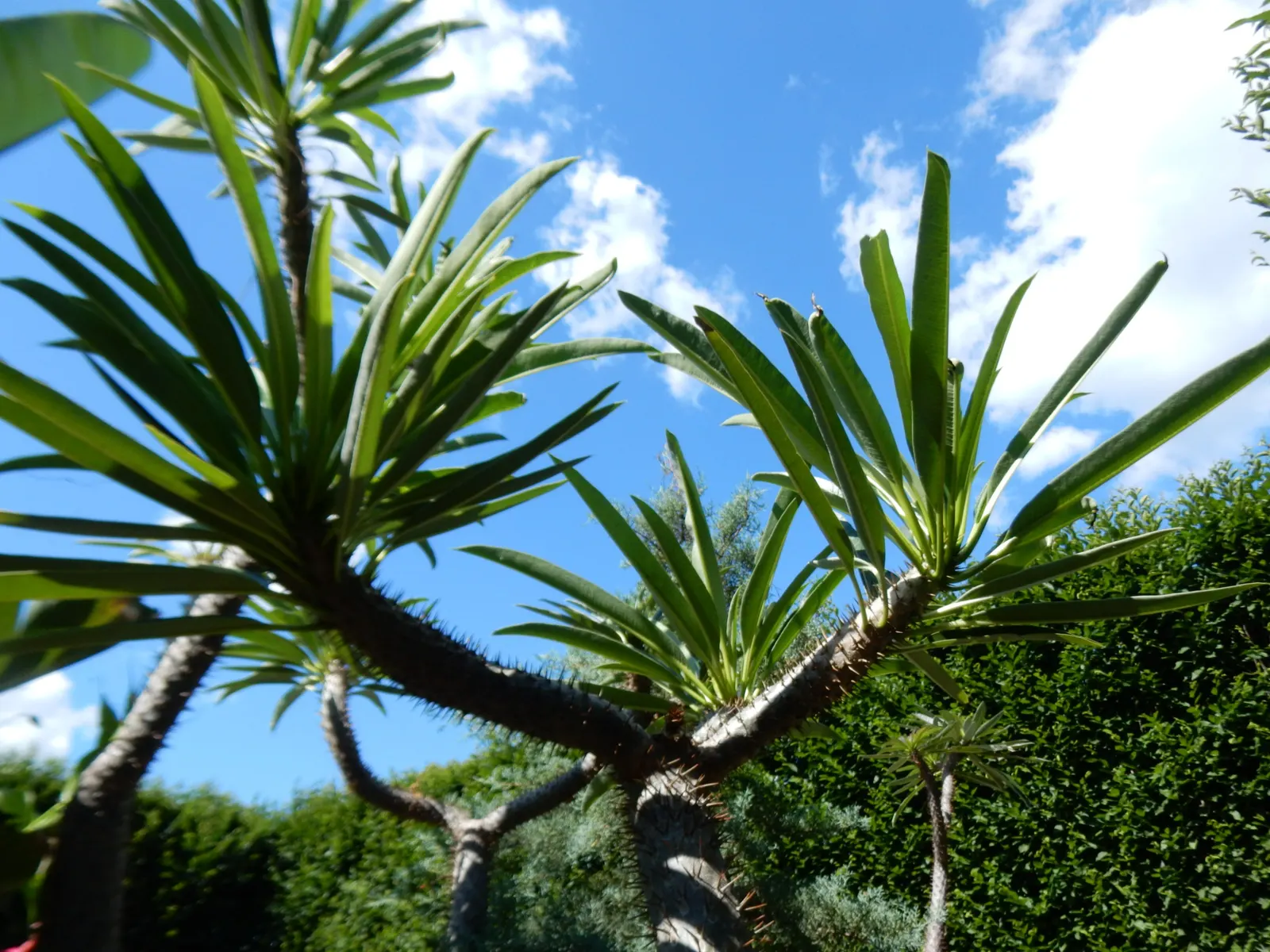 Madagascar Palm (Pachypodium Lamerei) — Not a true palm, it adds an exotic touch to any garden