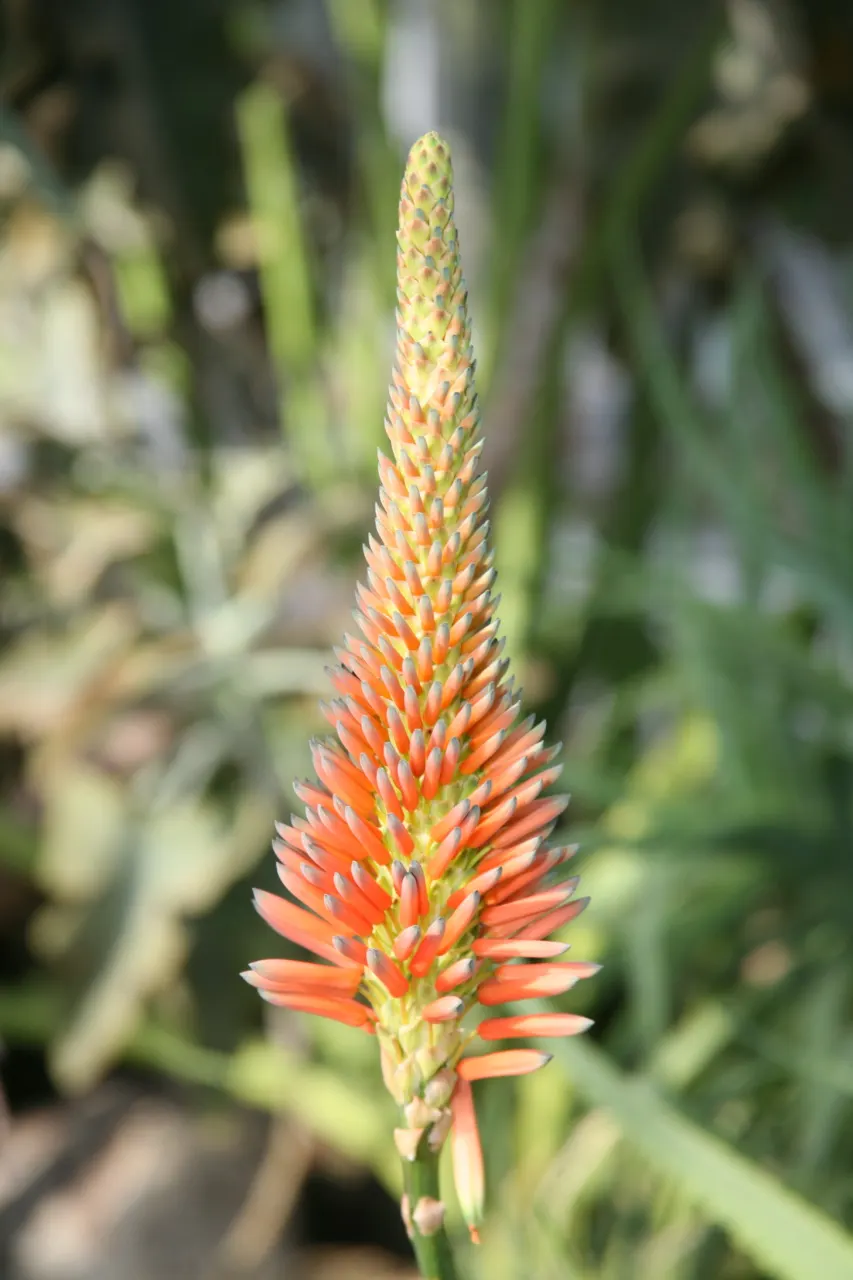 Madagascar Palm (Pachypodium Lamerei) — Not a true palm, it adds an exotic touch to any garden; the flowers can reach a diameter of 2 to 3 inches, image 88