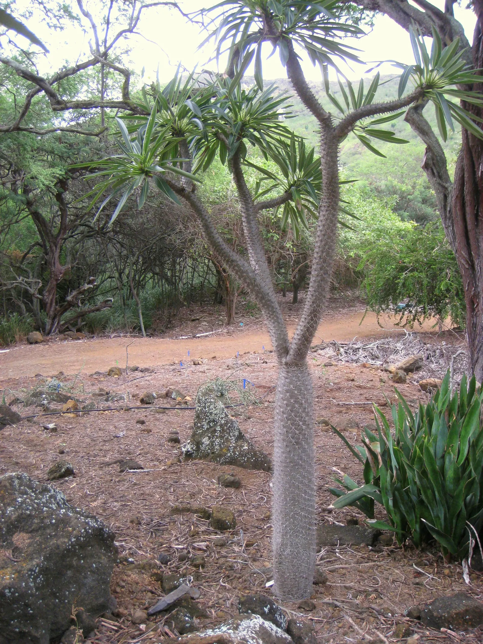 Madagascar Palm (Pachypodium Lamerei) — The Madagascar Palm (Pachypodium lamerei); succulent with white blooms, image 62