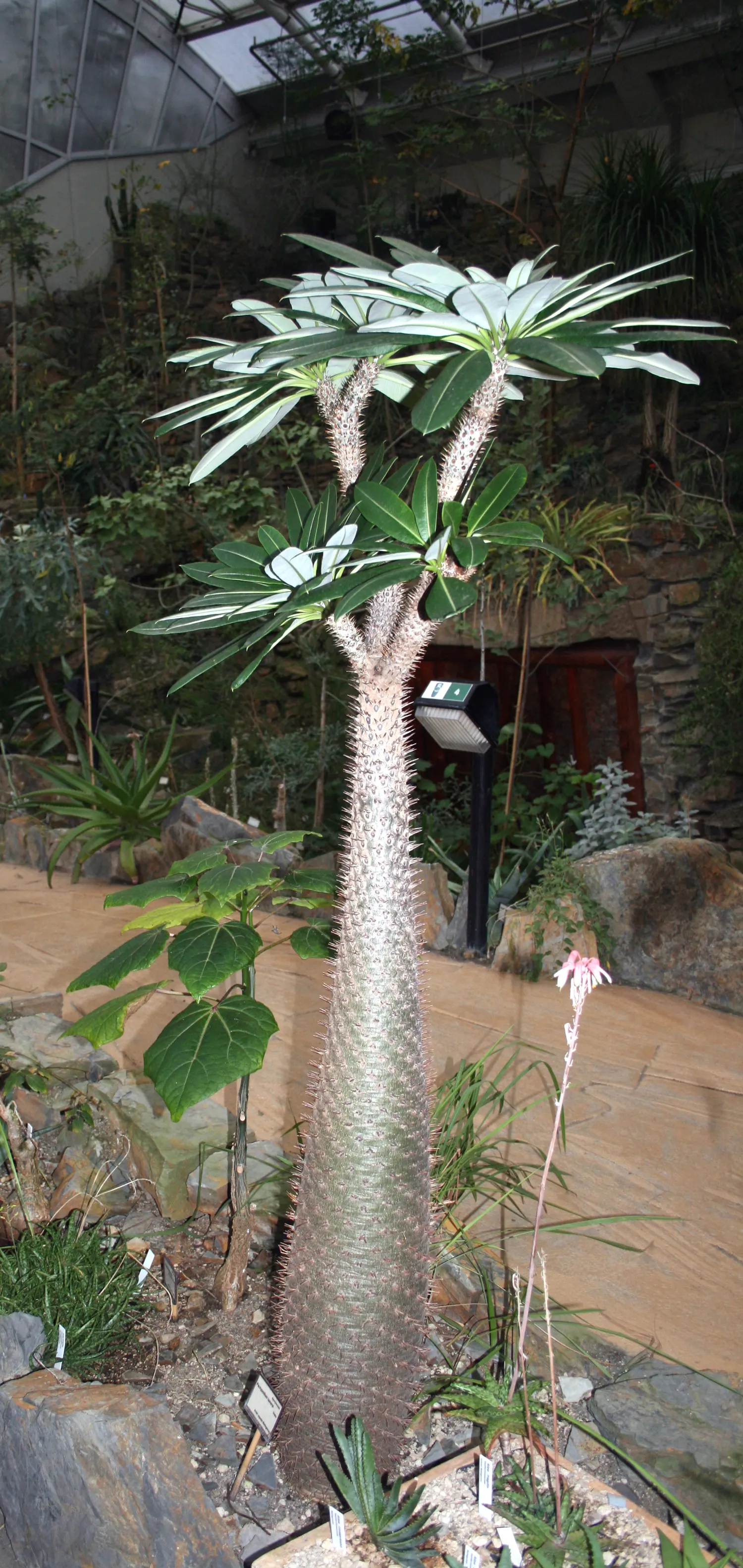 Madagascar Palm (Pachypodium Lamerei) — It sports slender leaves and white, fragrant flowers; funnel-shaped blooms which add an exotic touch to any landscape