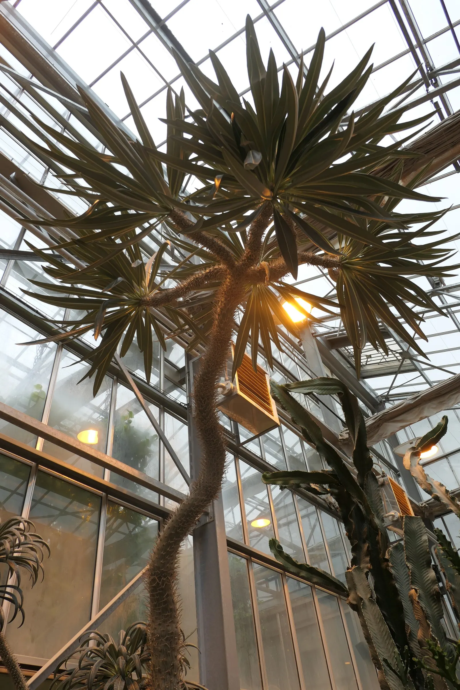 Madagascar Palm (Pachypodium Lamerei) — It's also suitable as a dramatic container plant, providing a bold vertical accent; each extending up to 2 feet in