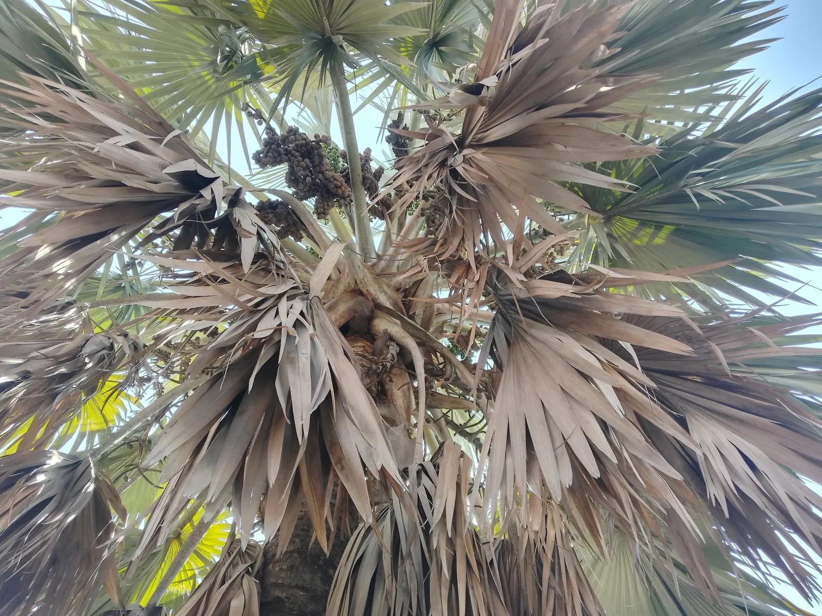 Madagascar Palm (Pachypodium Lamerei) — These leaves are deciduous in cooler climates or during times of stress; the Madagascar Palm (Pachypodium lamerei)
