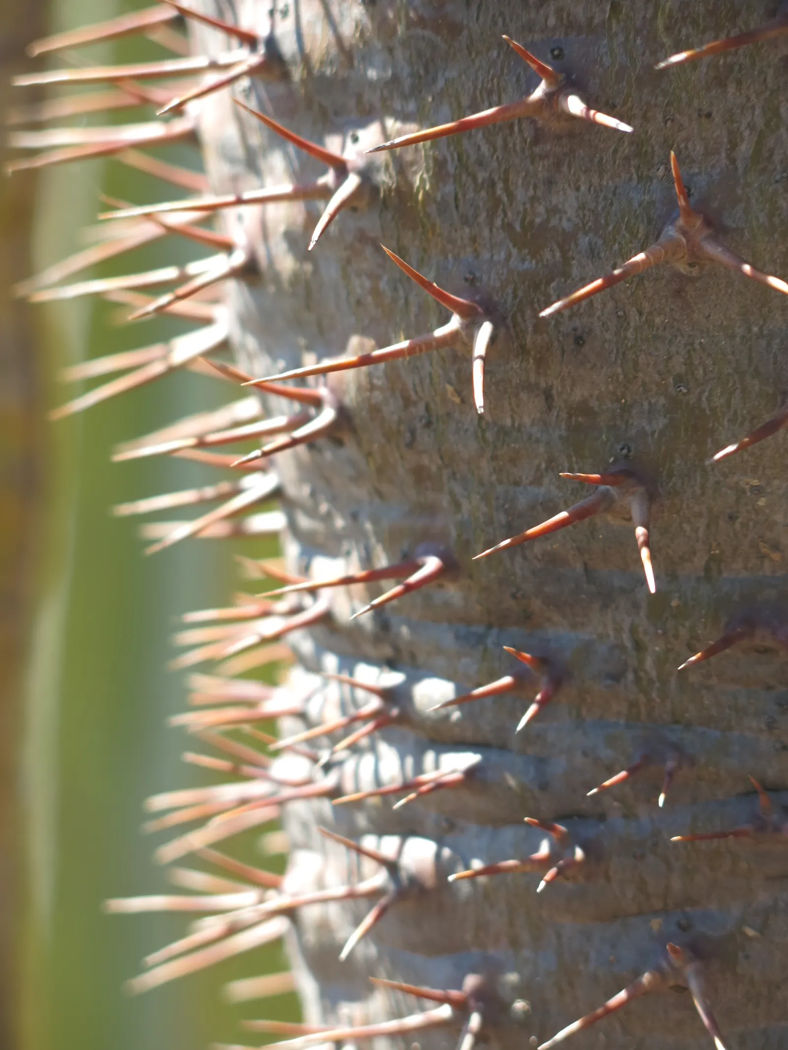 Madagascar Palm (Pachypodium Lamerei) — Hardy in USDA zones 9 to 11, it's perfect for a drought-tolerant landscape, image 86